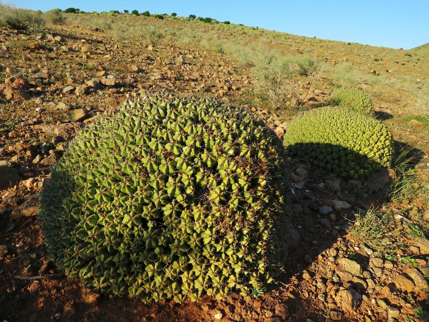 Sukulent Euphorbia echinus vo svojom prírodnom prostredí.
