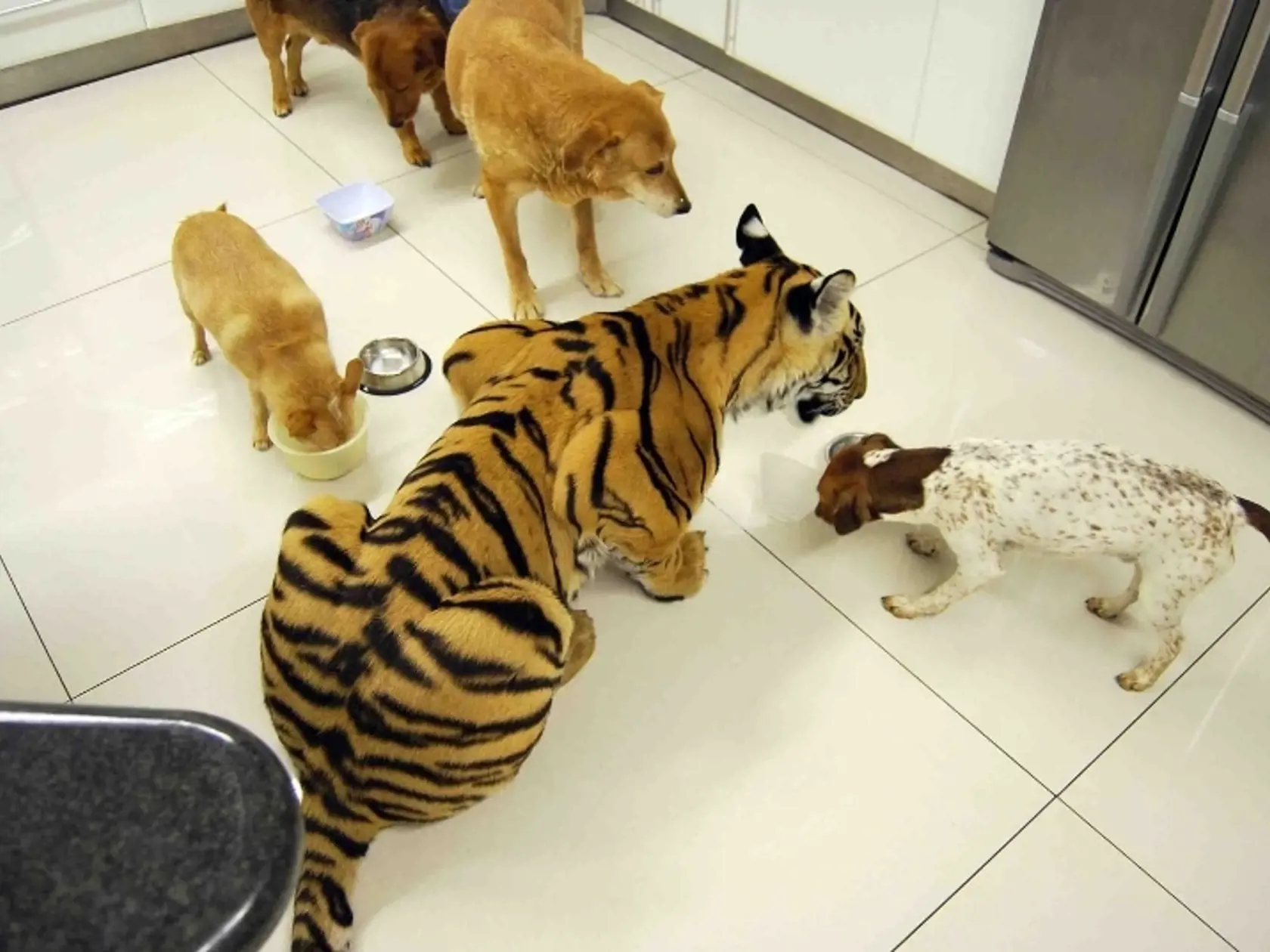 Tiger sa skamarátil aj so psami.