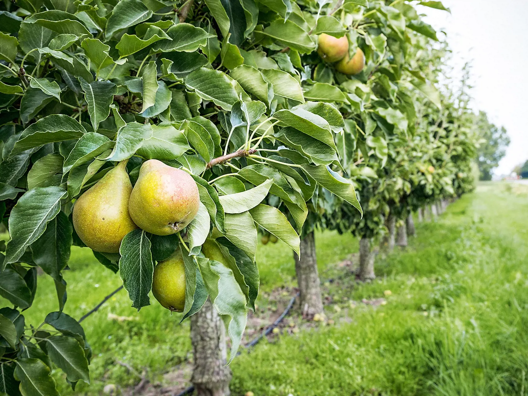 Ak chcete plody využiť na výrobu destilátu,  vyberajte zo sortimentu letných odrôd, ktoré sú mäkké, aromatické a veľmi vhodné na pálenie.