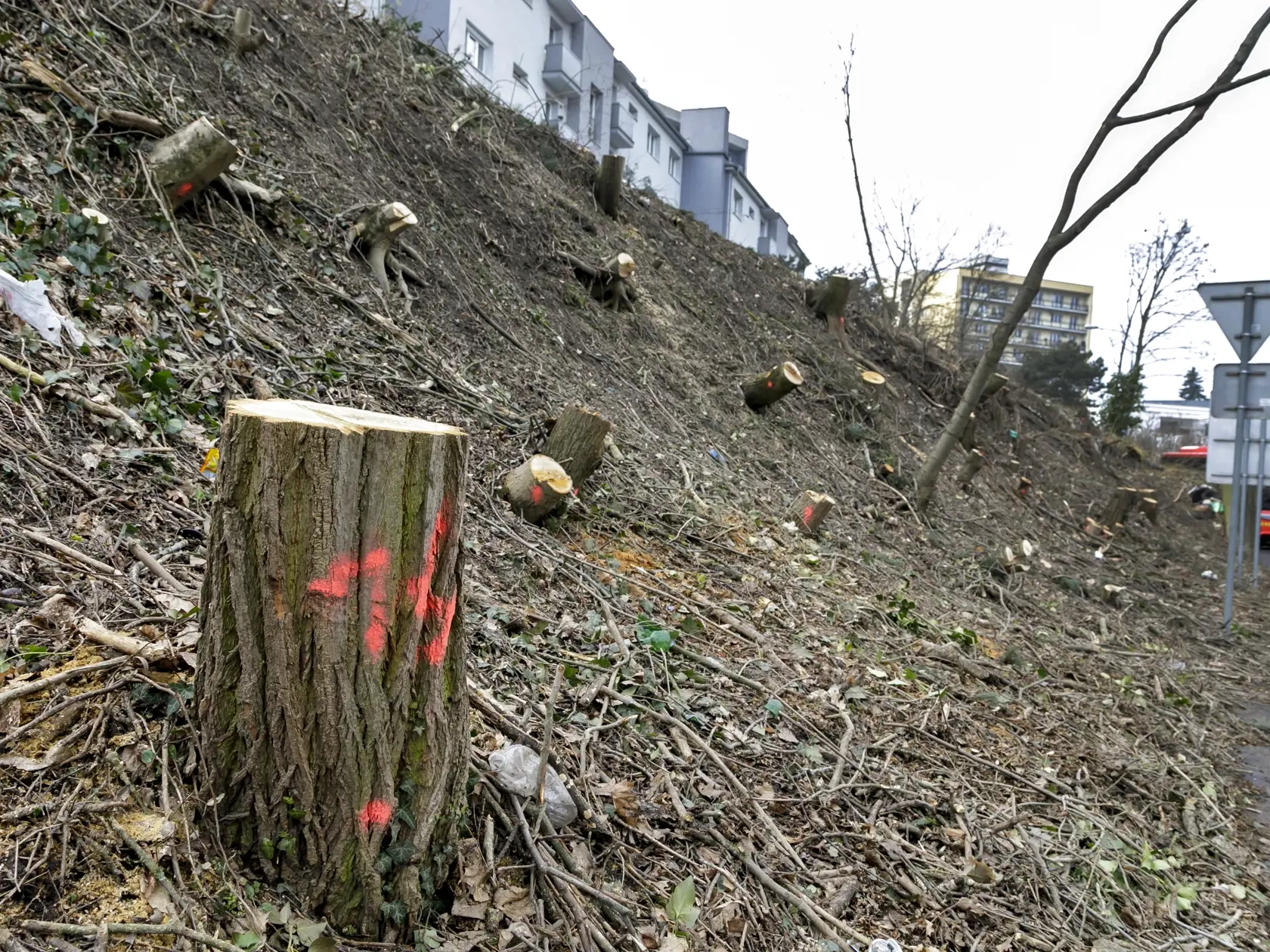 Na snímke pozemok, na ktorom prebehol sporný vyrúb stromov na Drotárskej ulici v Bratislave 22. februára 2021.