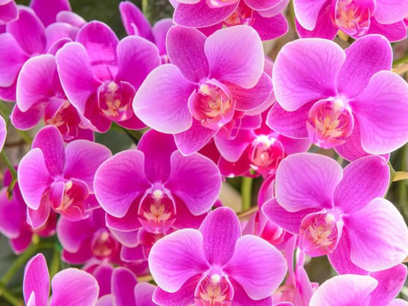 Ak darujete orchideu, dáte najavo, že obdarovaná je pre vás sexi.