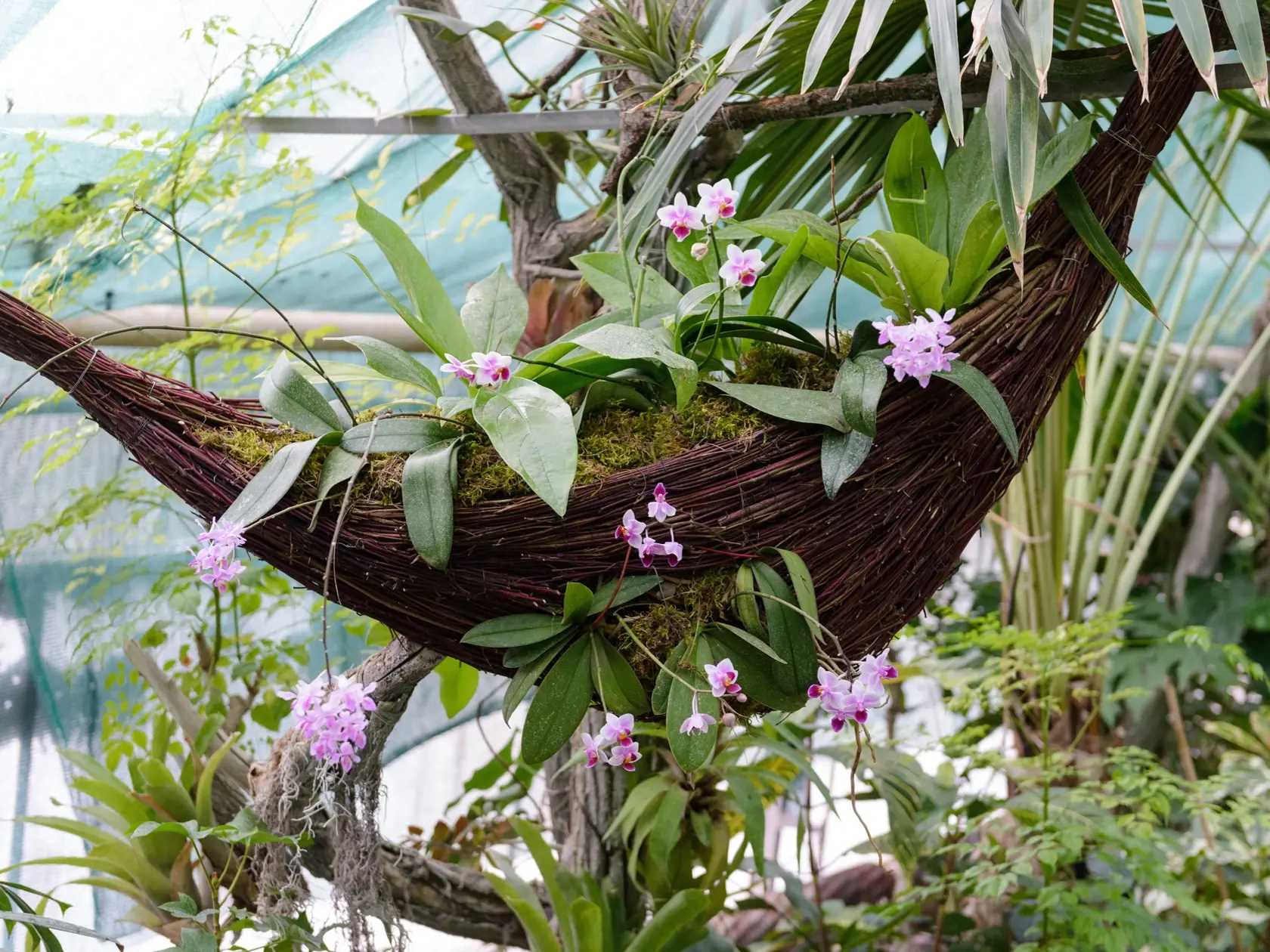 Krásu orchideí spojenú s večernými prehliadkami skleníkov i floristickým seminárom ponúka svojim návštevníkom Botanická záhrada Slovenskej poľnohospodárskej univerzity (SPU) v Nitre.