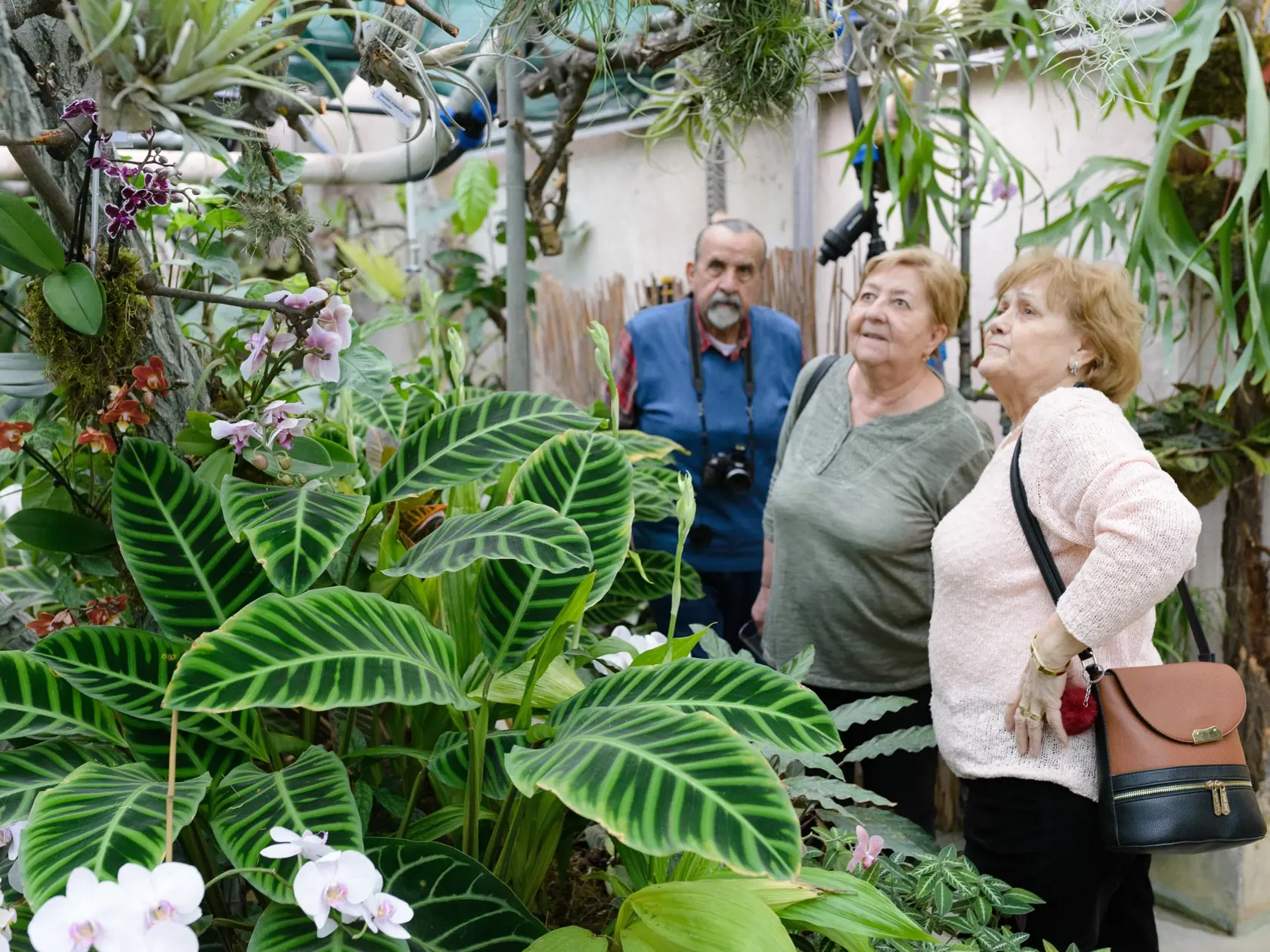 Krásu orchideí spojenú s večernými prehliadkami skleníkov i floristickým seminárom ponúka svojim návštevníkom Botanická záhrada Slovenskej poľnohospodárskej univerzity (SPU) v Nitre.