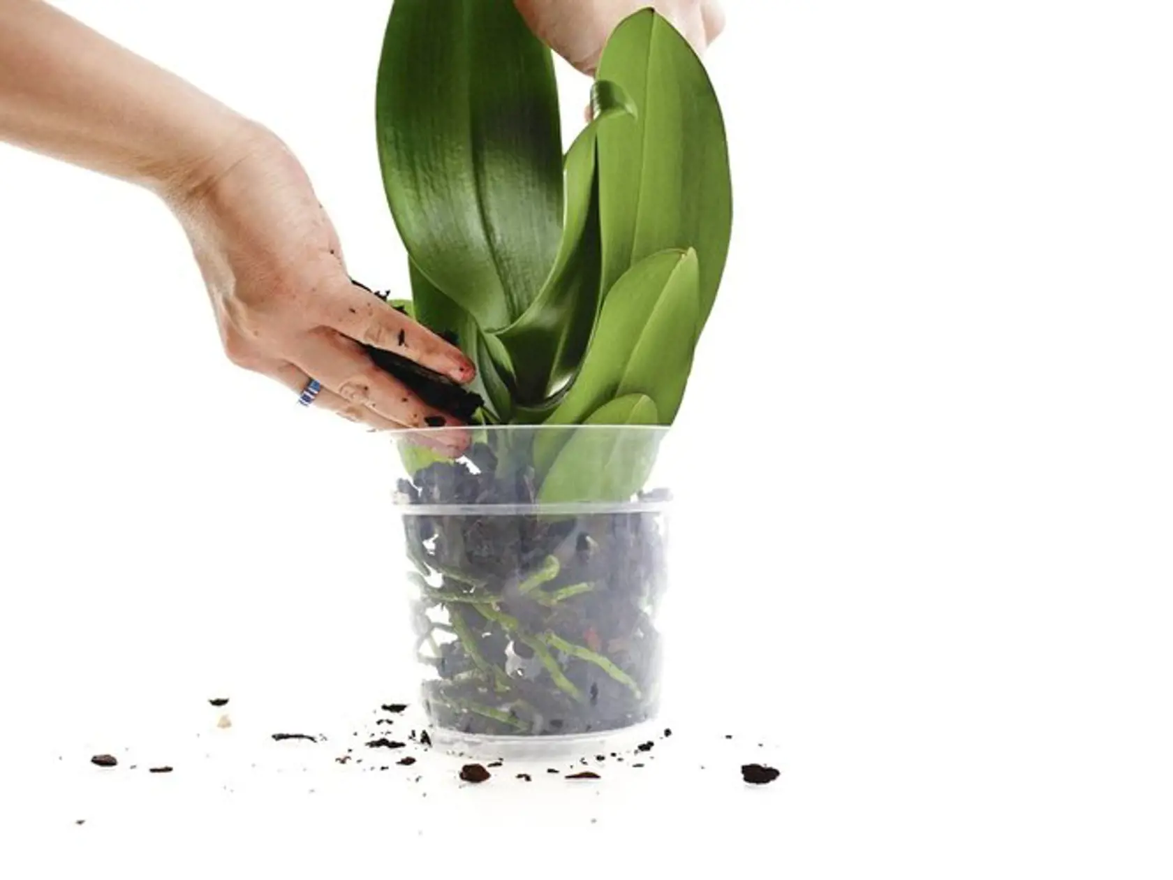 Orchidey by v bežnom substráte pre izbovky neprospievali, uprednostnite pre ne kôrovitý substrát a priesvitnú nádobu.