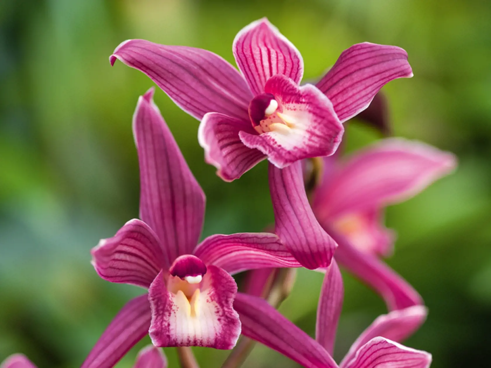V ríši orchideí tisícky tvarov a farieb.