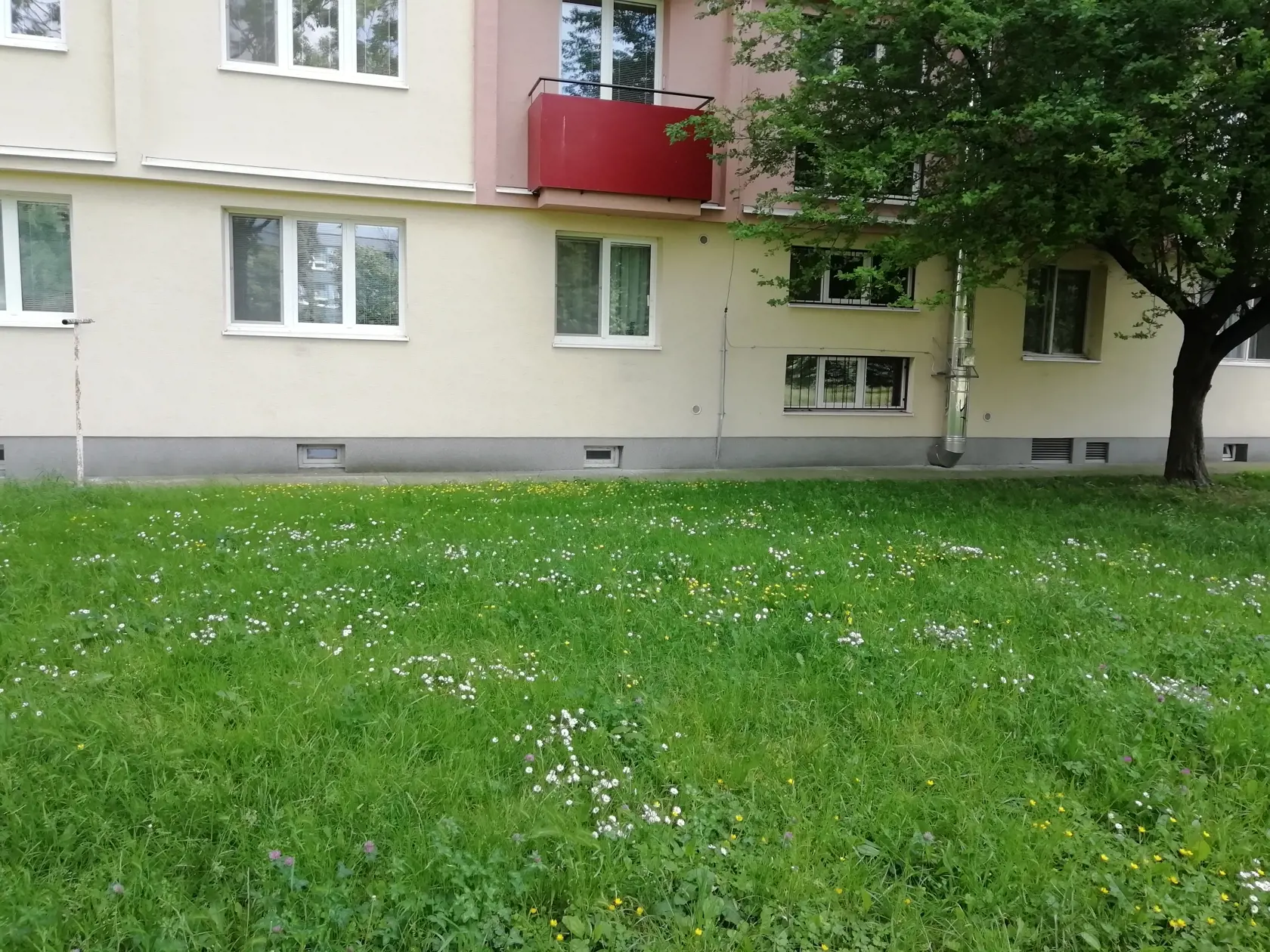 Mať pri paneláku lúku s kvetmi je priblíženie sa prírode a pôda tak dokáže lepšie odolať suchu, ale čo na to alergici?
