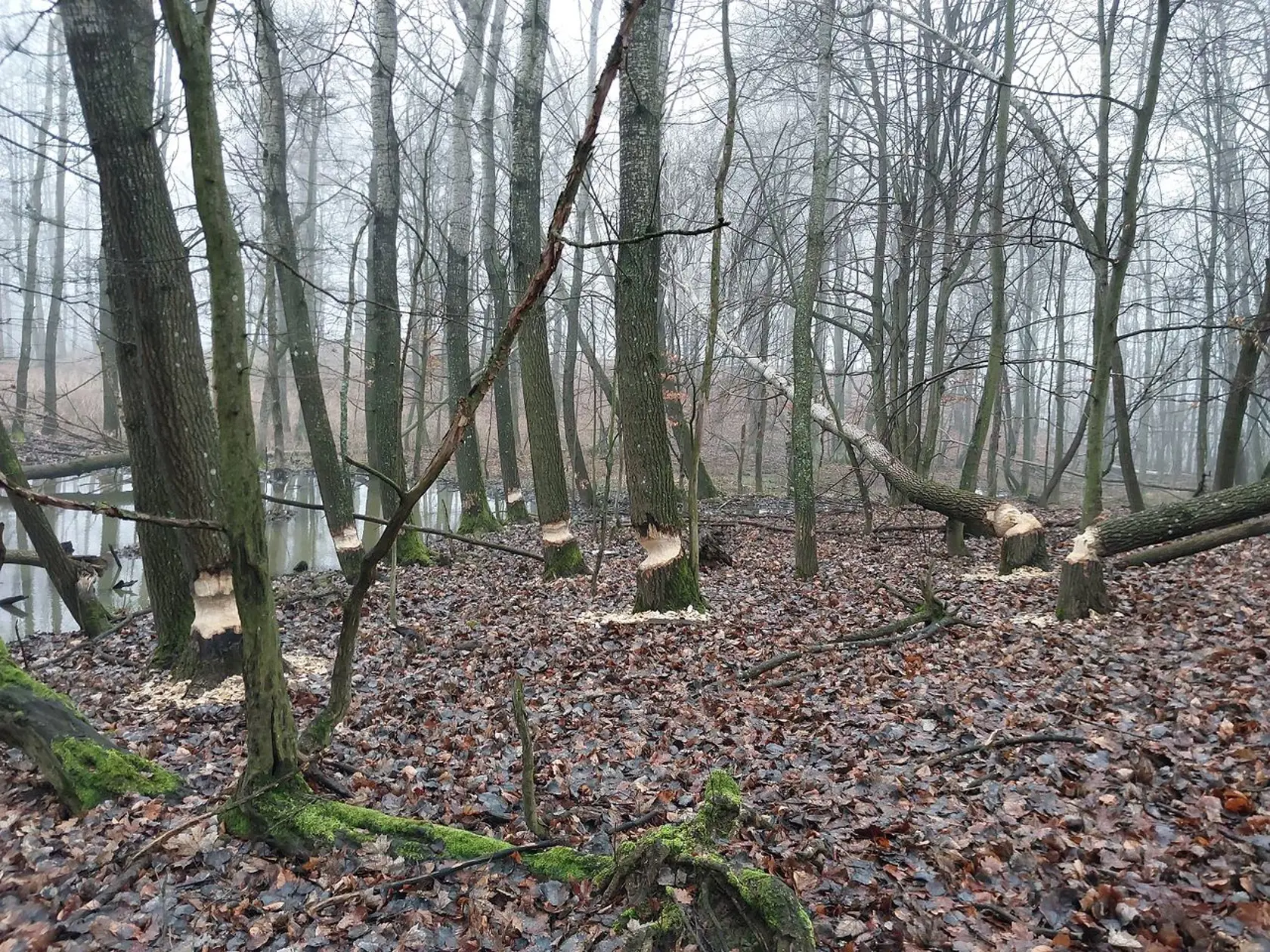 Už dlhodobo ničia stromy v okolí známeho tajchu a domácim zostávajú len oči pre plač. V blízkosti Počúvadlianskeho tajchu v Banskej Štiavnici úraduje bobria rodina. Keďže ide o chránený druh, nevedia si s nimi dať rady.