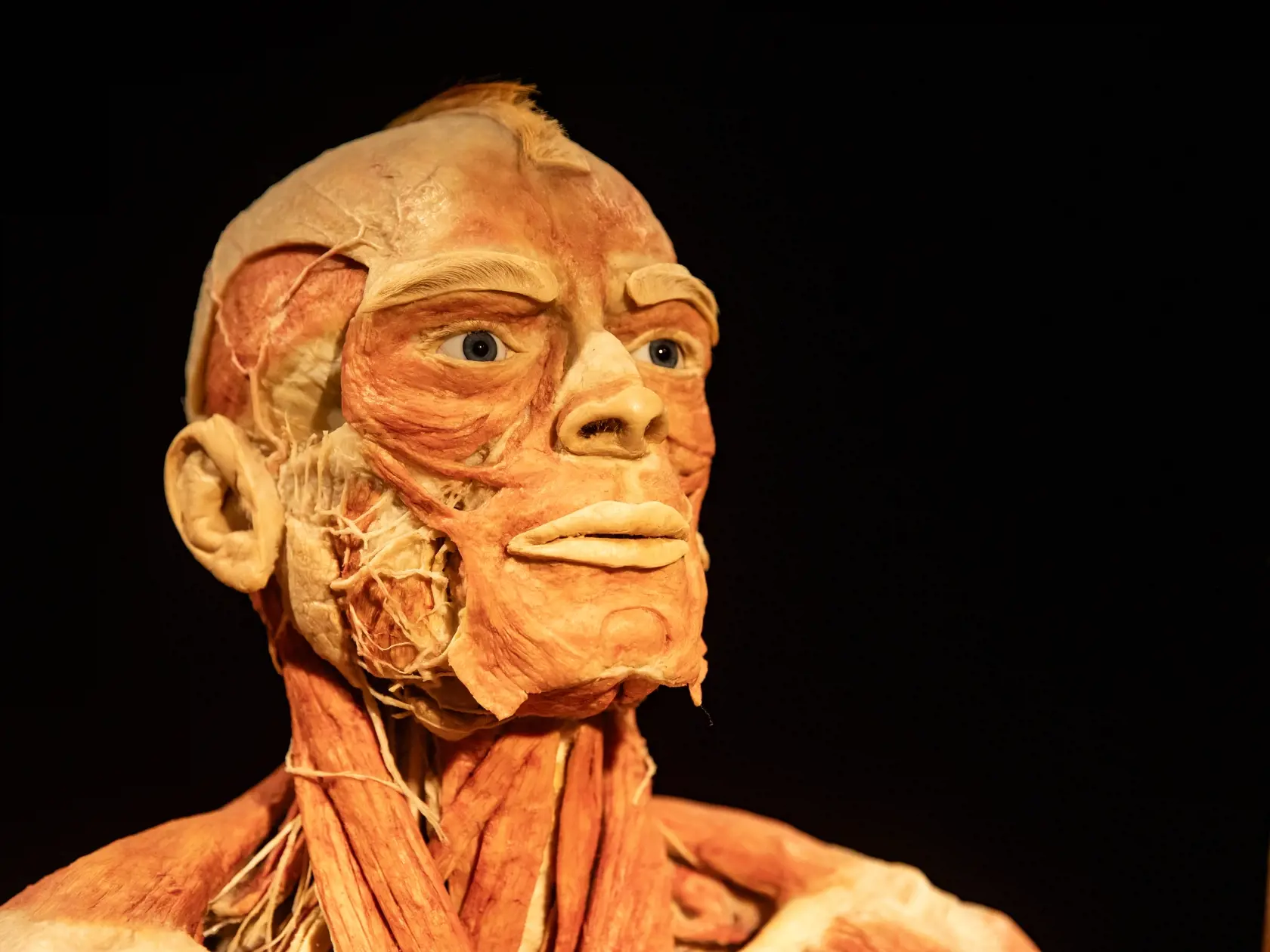 V piatok 13.10. začala v bratislavskom  nákupnom centre Nivy podľa viacerých odborníkov a mimovládnych organizácii kontroverzná výstava Body Worlds.