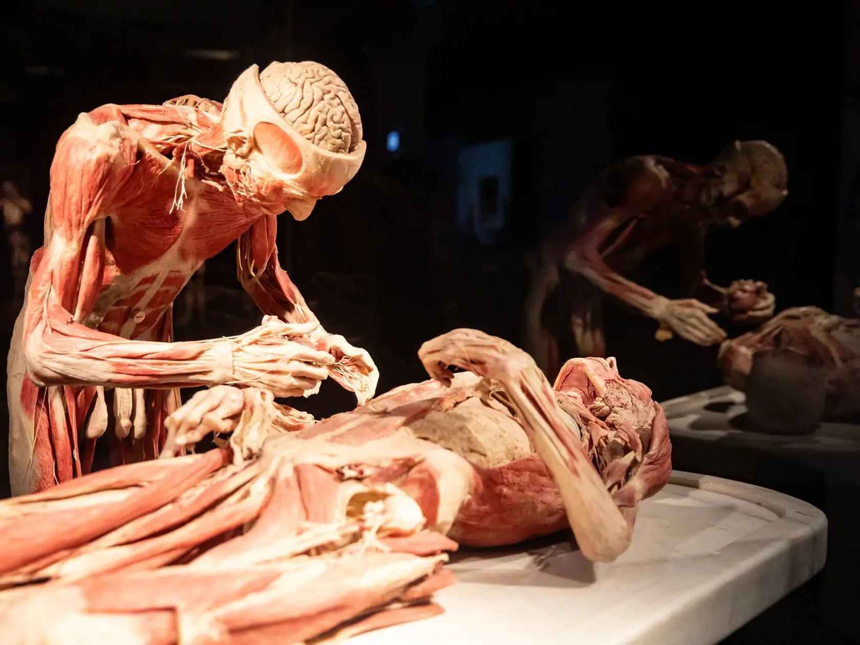 V piatok 13.10. začala v bratislavskom  nákupnom centre Nivy podľa viacerých odborníkov a mimovládnych organizácii kontroverzná výstava Body Worlds.