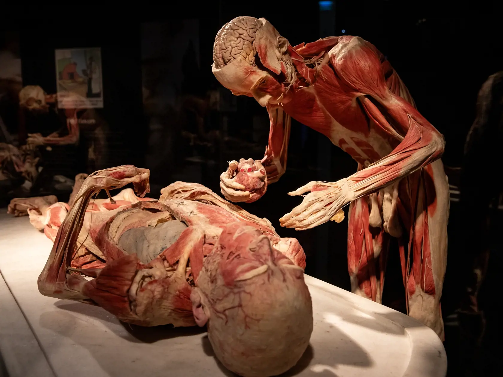 V piatok 13.10. začala v bratislavskom  nákupnom centre Nivy podľa viacerých odborníkov a mimovládnych organizácii kontroverzná výstava Body Worlds.