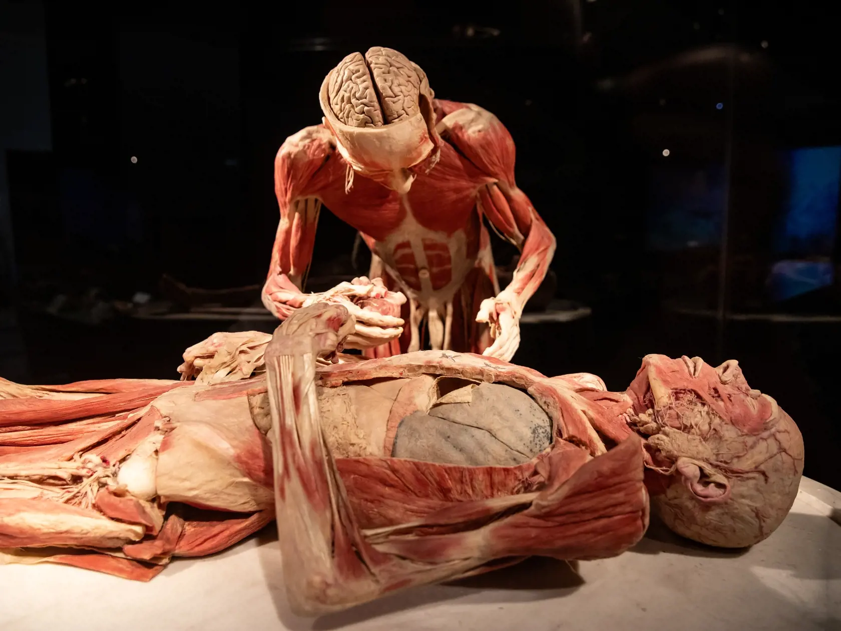 V piatok 13.10. začala v bratislavskom  nákupnom centre Nivy podľa viacerých odborníkov a mimovládnych organizácii kontroverzná výstava Body Worlds.