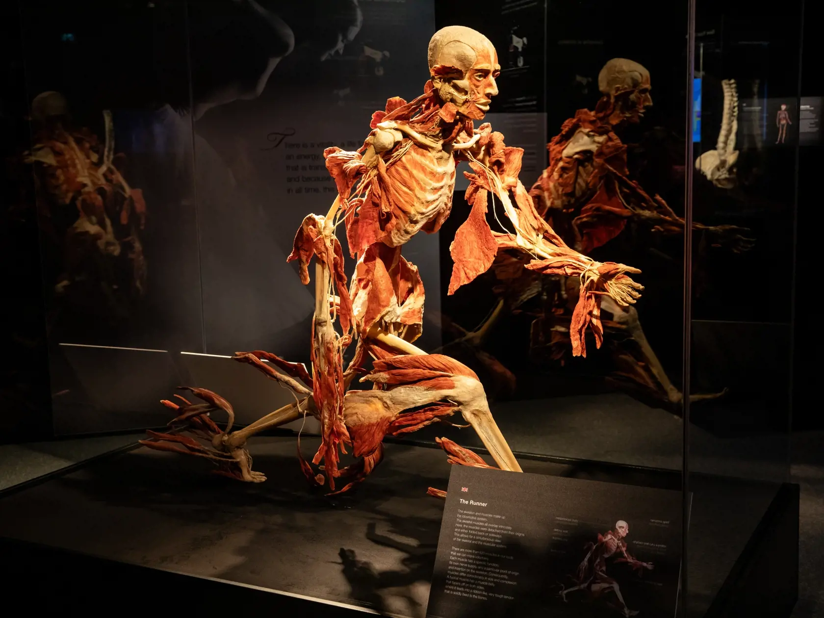 V piatok 13.10. začala v bratislavskom  nákupnom centre Nivy podľa viacerých odborníkov a mimovládnych organizácii kontroverzná výstava Body Worlds.