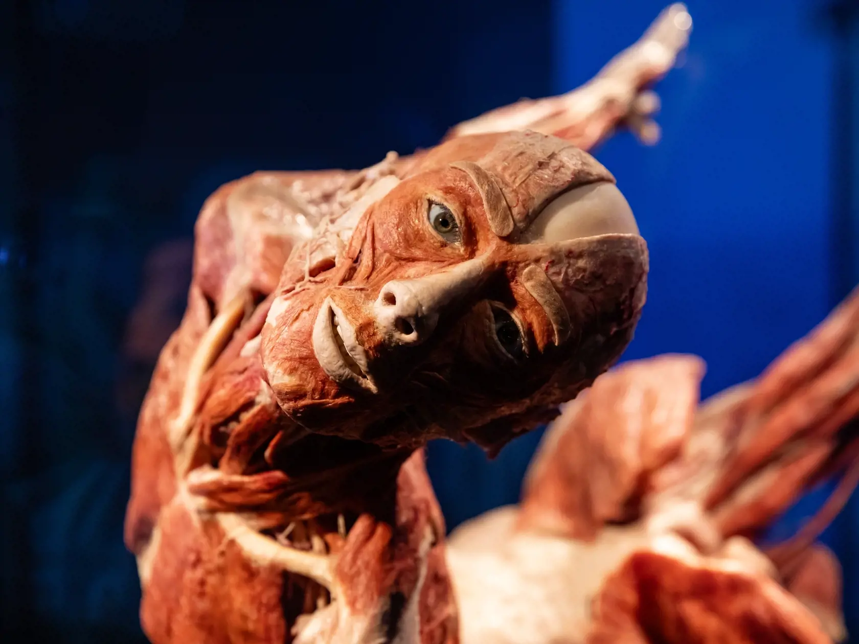 V piatok 13.10. začala v bratislavskom  nákupnom centre Nivy podľa viacerých odborníkov a mimovládnych organizácii kontroverzná výstava Body Worlds.