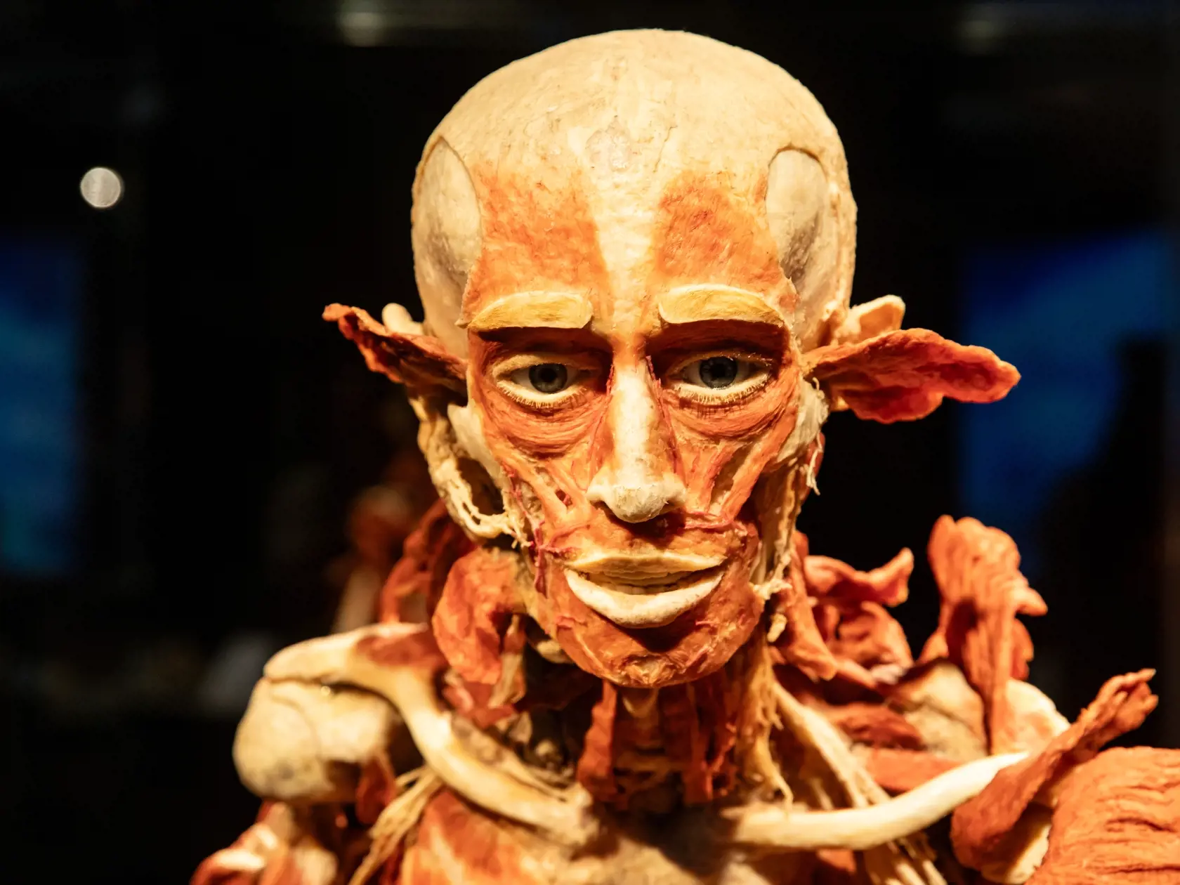 V piatok 13.10. začala v bratislavskom  nákupnom centre Nivy podľa viacerých odborníkov a mimovládnych organizácii kontroverzná výstava Body Worlds.