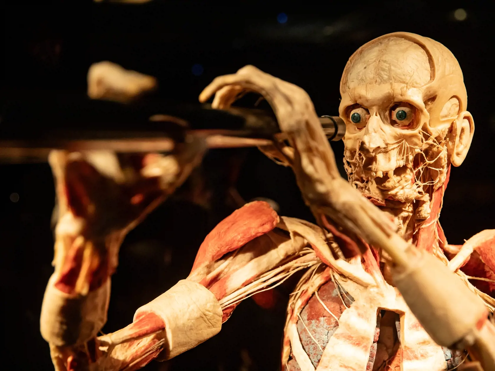V piatok 13.10. začala v bratislavskom  nákupnom centre Nivy podľa viacerých odborníkov a mimovládnych organizácii kontroverzná výstava Body Worlds.
