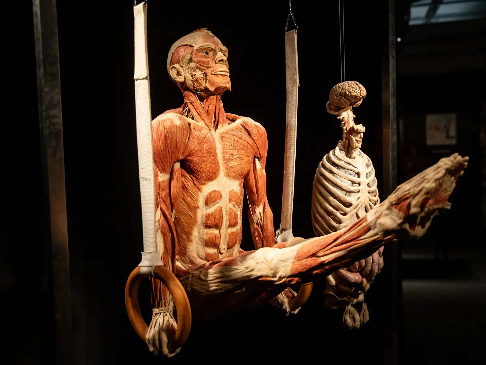 V piatok 13.10. začala v bratislavskom  nákupnom centre Nivy podľa viacerých odborníkov a mimovládnych organizácii kontroverzná výstava Body Worlds.