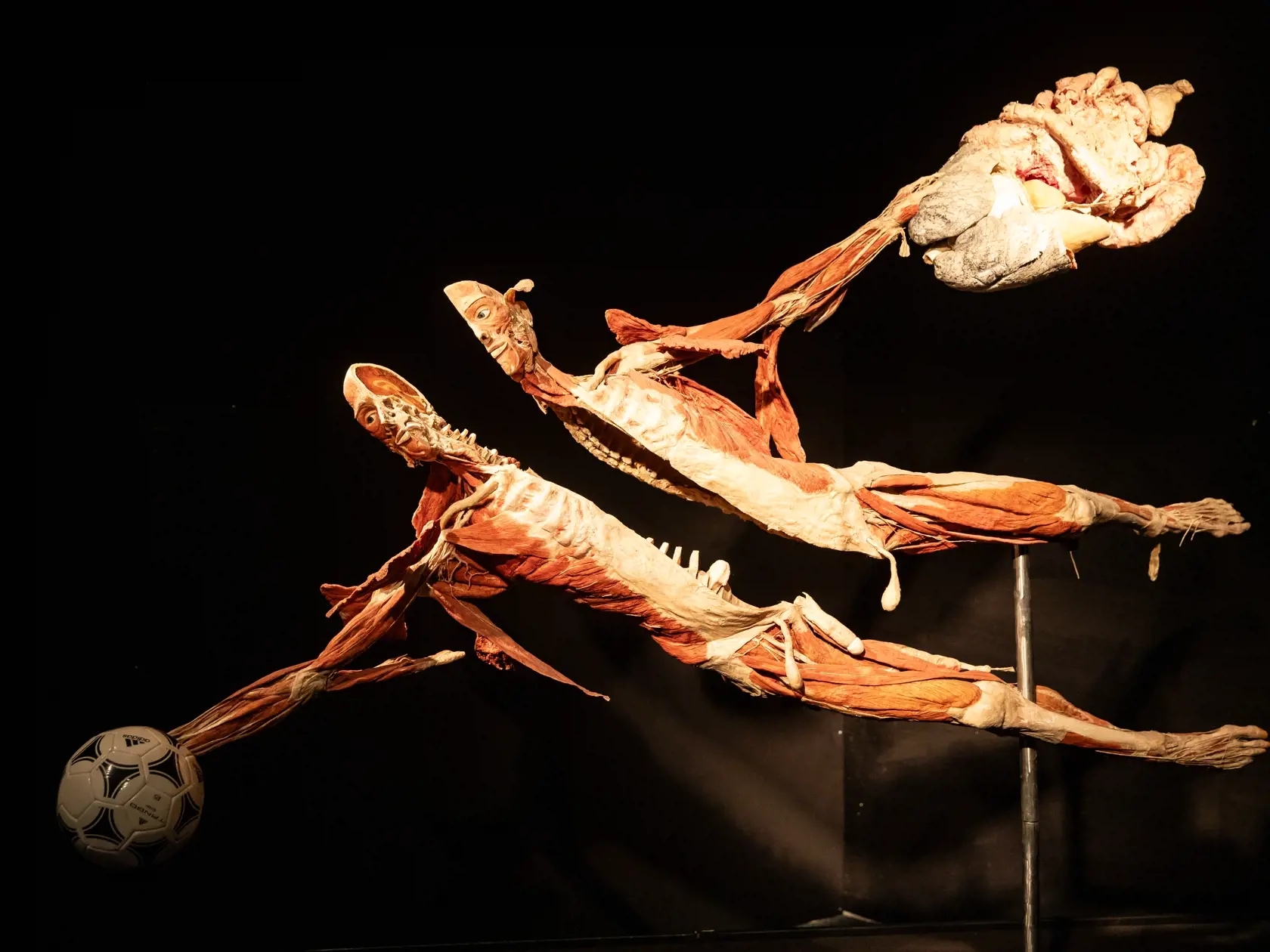 V piatok 13.10. začala v bratislavskom  nákupnom centre Nivy podľa viacerých odborníkov a mimovládnych organizácii kontroverzná výstava Body Worlds.