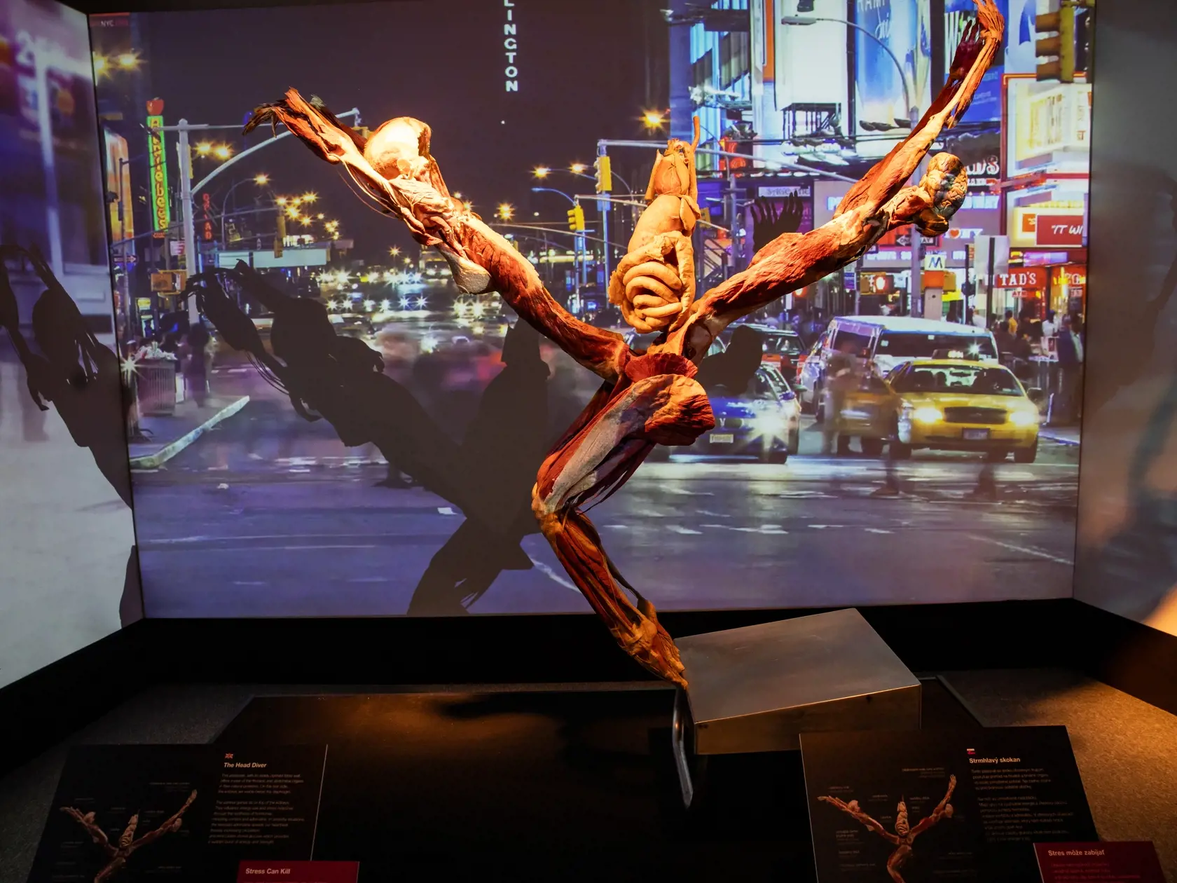 V piatok 13.10. začala v bratislavskom  nákupnom centre Nivy podľa viacerých odborníkov a mimovládnych organizácii kontroverzná výstava Body Worlds.