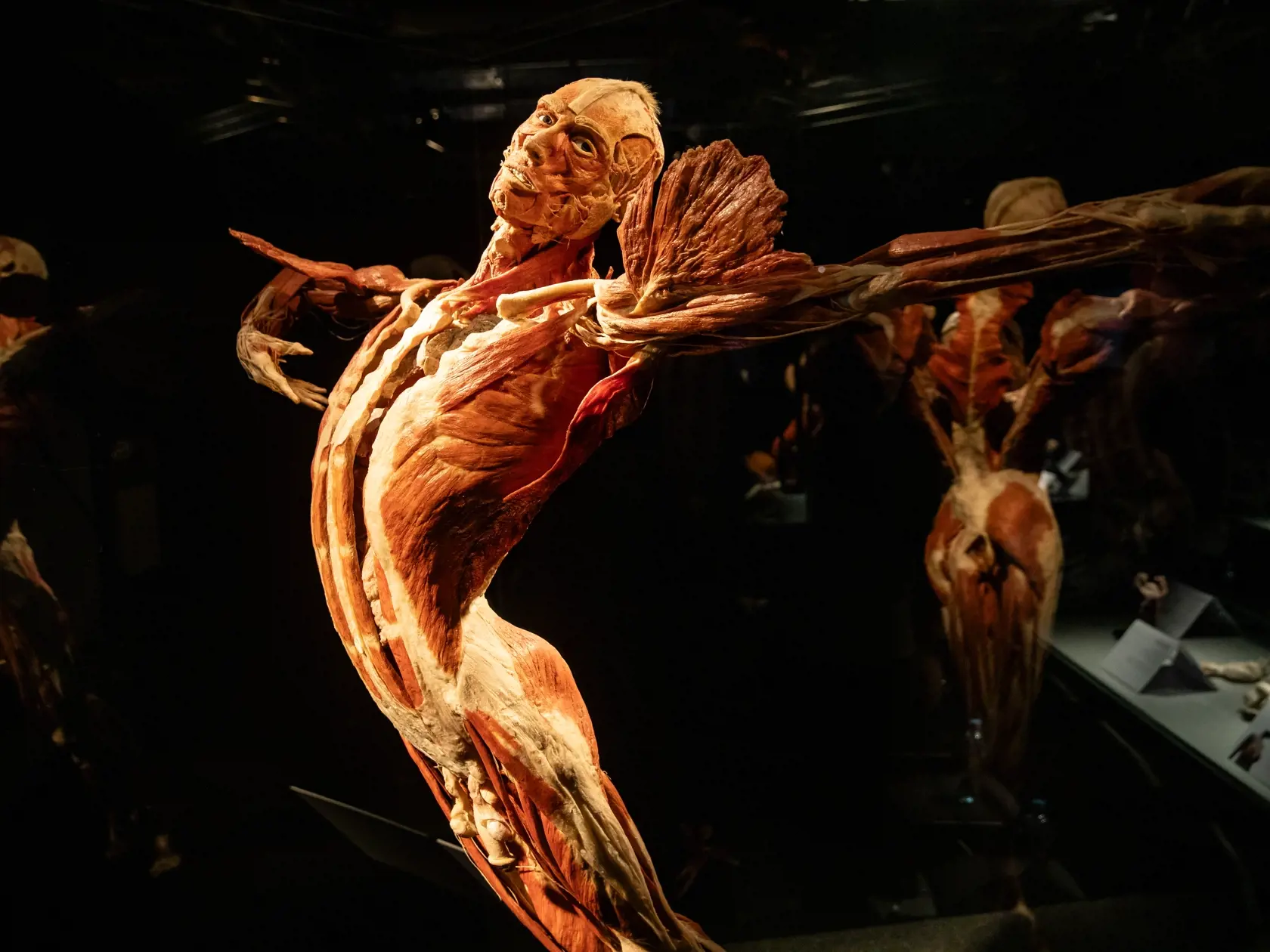 V piatok 13.10. začala v bratislavskom  nákupnom centre Nivy podľa viacerých odborníkov a mimovládnych organizácii kontroverzná výstava Body Worlds.