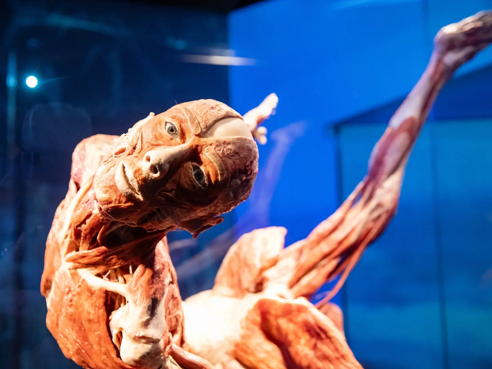 V piatok 13.10. začala v bratislavskom  nákupnom centre Nivy podľa viacerých odborníkov a mimovládnych organizácii kontroverzná výstava Body Worlds.