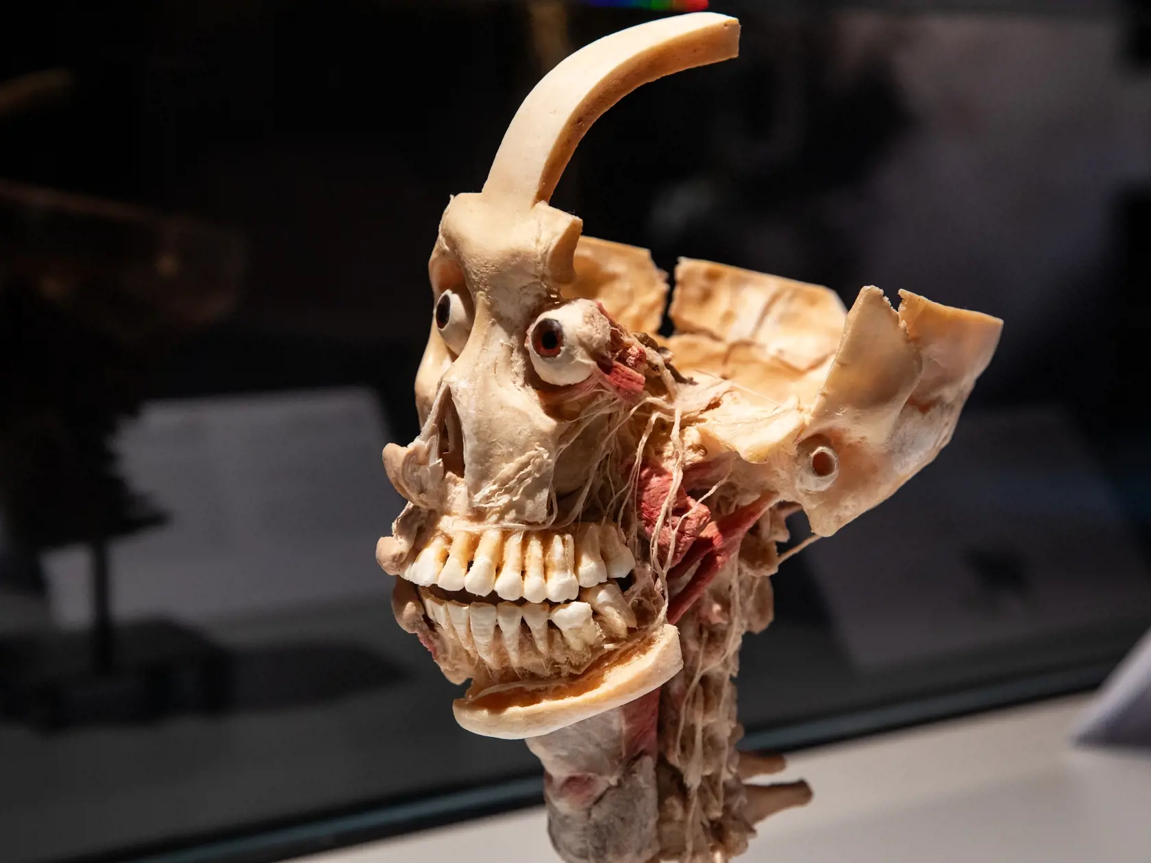 V piatok 13.10. začala v bratislavskom  nákupnom centre Nivy podľa viacerých odborníkov a mimovládnych organizácii kontroverzná výstava Body Worlds.