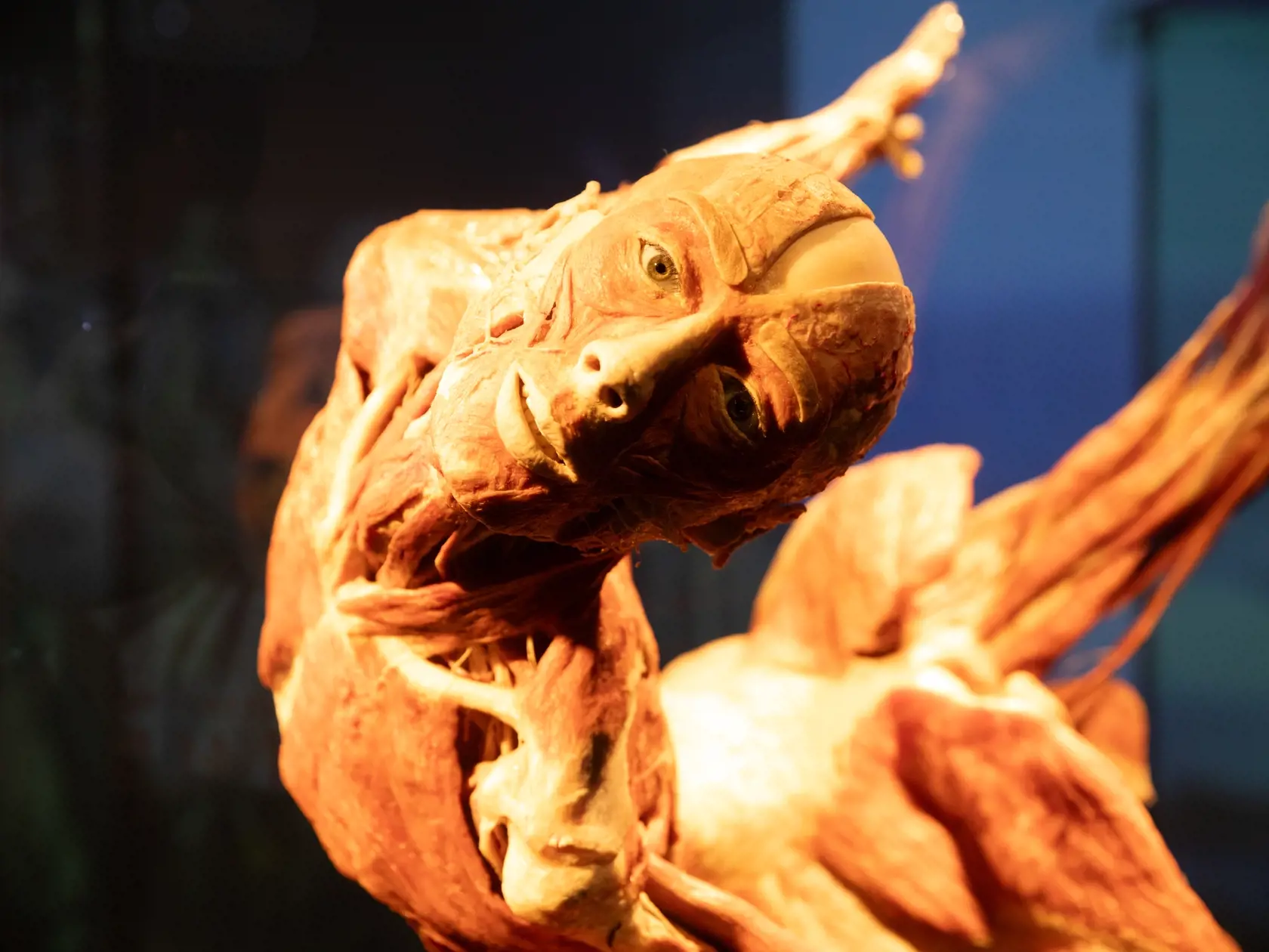 V piatok 13.10. začala v bratislavskom  nákupnom centre Nivy podľa viacerých odborníkov a mimovládnych organizácii kontroverzná výstava Body Worlds.