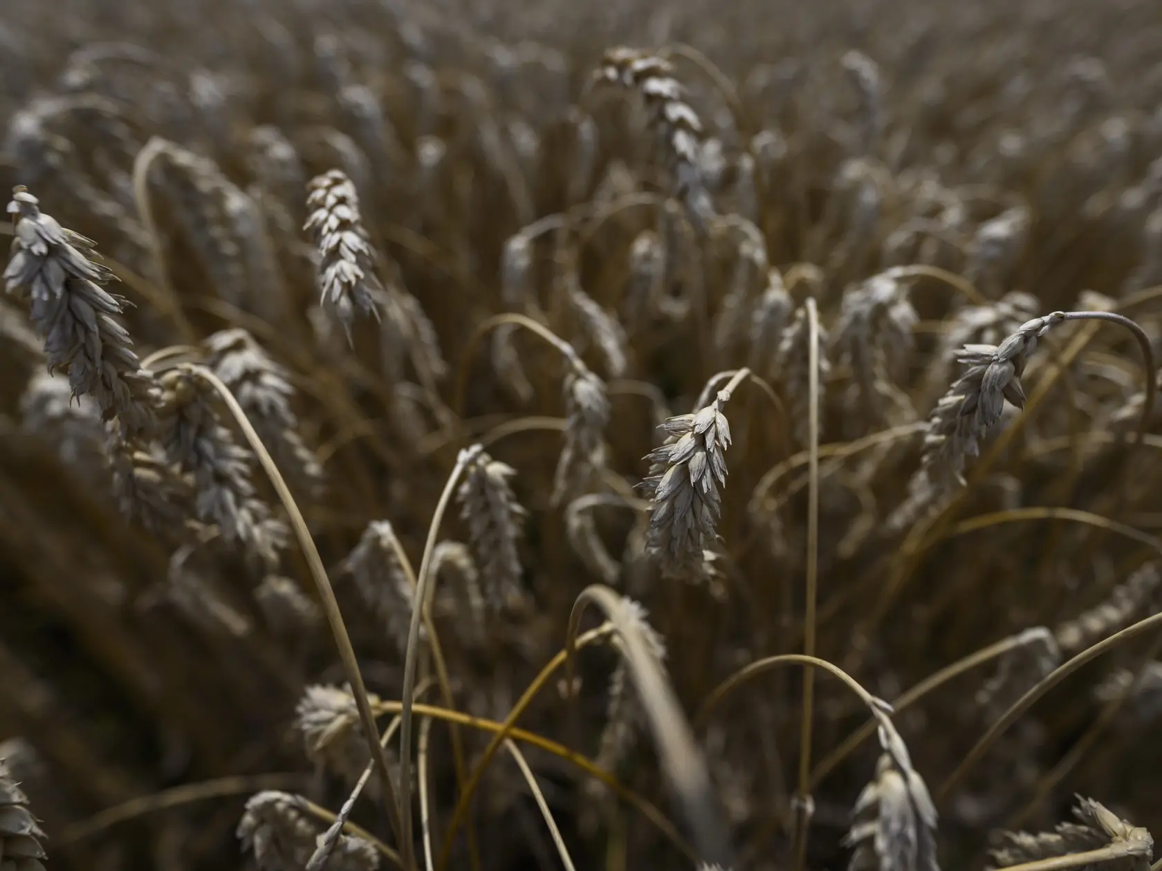 Na snímke žito počas žatvy na poľnohospodárskom družstve Agro Voderady v Slovenskej Novej Vsi v obci Slovenská Nová Ves v okrese Trnava v pondelok 8. júla 2024. Na poli sa v pondelok uskutočnila tlačová konferencia o priebehu tohtoročnej žatvy na poľnohospodárskom družstve Agro Voderady. Tlačovej konferencie sa zúčastnili predseda vlády SR Robert Fico (Smer-SD), minister pôdohospodárstva a rozvoja vidieka SR Richard Takáč (Smer-SD), predseda Slovenskej poľnohospodárskej a potravinárskej komory (