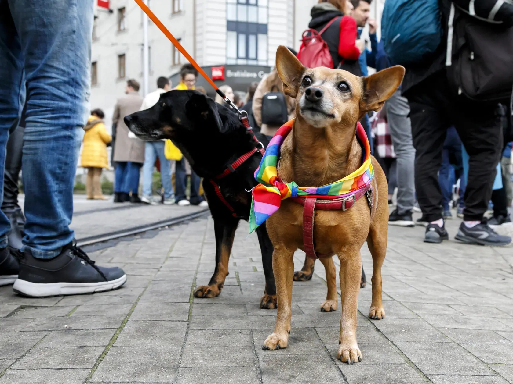 Snímka z pochodu za odsúdenie nenávisti voči LGBTI komunite v Bratislave 14. októbra 2022. Sprievod zo Zámockej ulice na Námestie SNP za obete tragédie zorganizovali Iniciatíva Inakosť a Dúhový Pride Bratislava. FOTO TASR - Dano Veselský