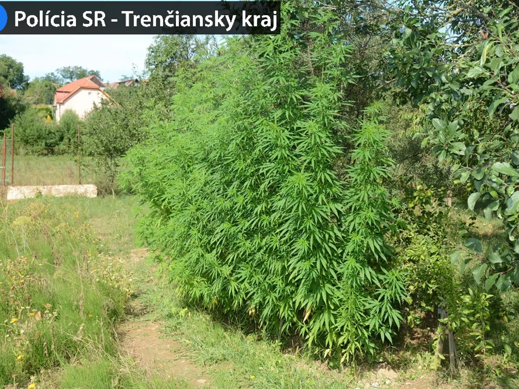 V okrese Bánovce nad Bebravou bude o drogového dílera menej. Polícia tu totiž vykonala v jednom z rodinných domov domovú prehliadku, pri ktorej zaistila čerstvú aj sušenú marihuanu.