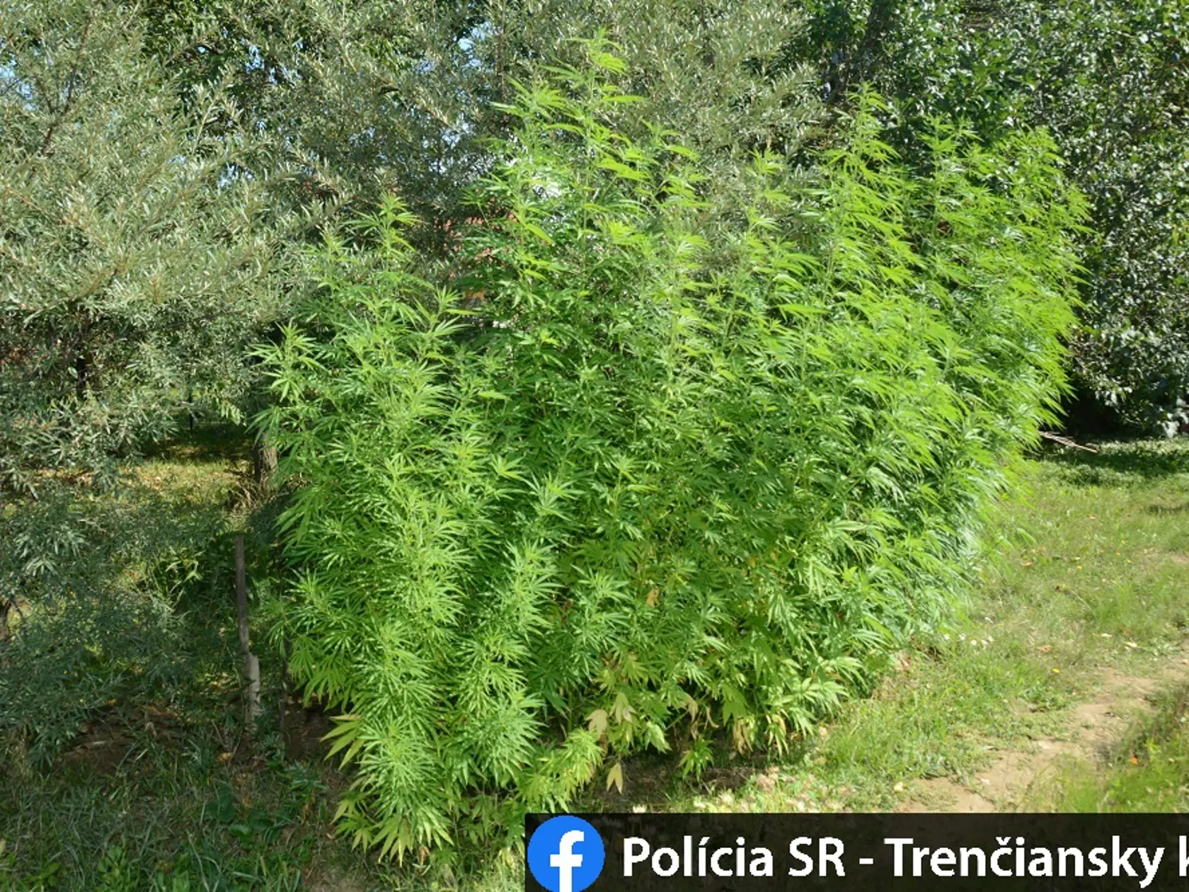 V okrese Bánovce nad Bebravou bude o drogového dílera menej. Polícia tu totiž vykonala v jednom z rodinných domov domovú prehliadku, pri ktorej zaistila čerstvú aj sušenú marihuanu.