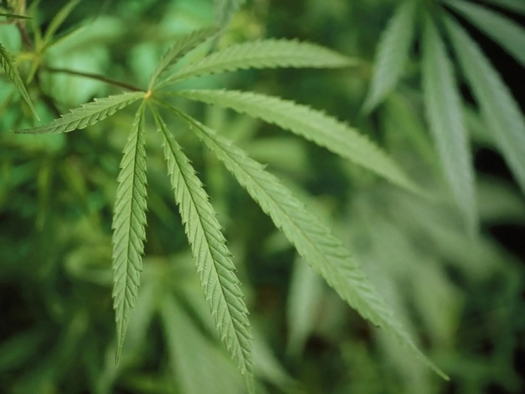 Debaty o legalizácii marihuany pošpinili povesť oleja s najzdravším pomerom nenasýtených mastných kyselín a orieškovou chuťou.