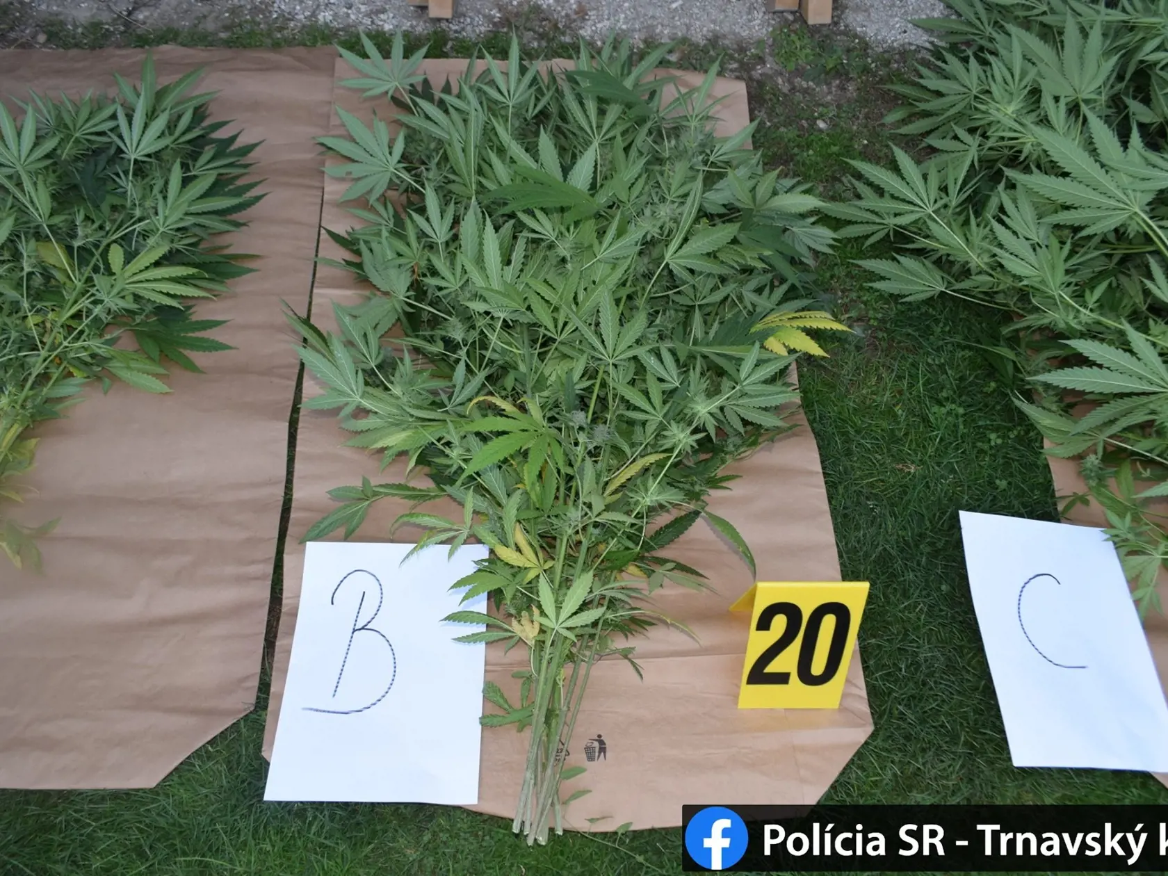 Muža, ktorý marihuanu pestoval minimálne tri roky, už má v rukách polícia.