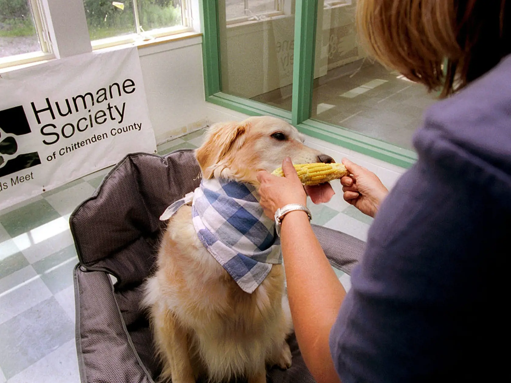 Kukurica je síce pre psov stráviteľná, no kukuričný klas môže spôsobiť vážne problémy a dokonca smrť.