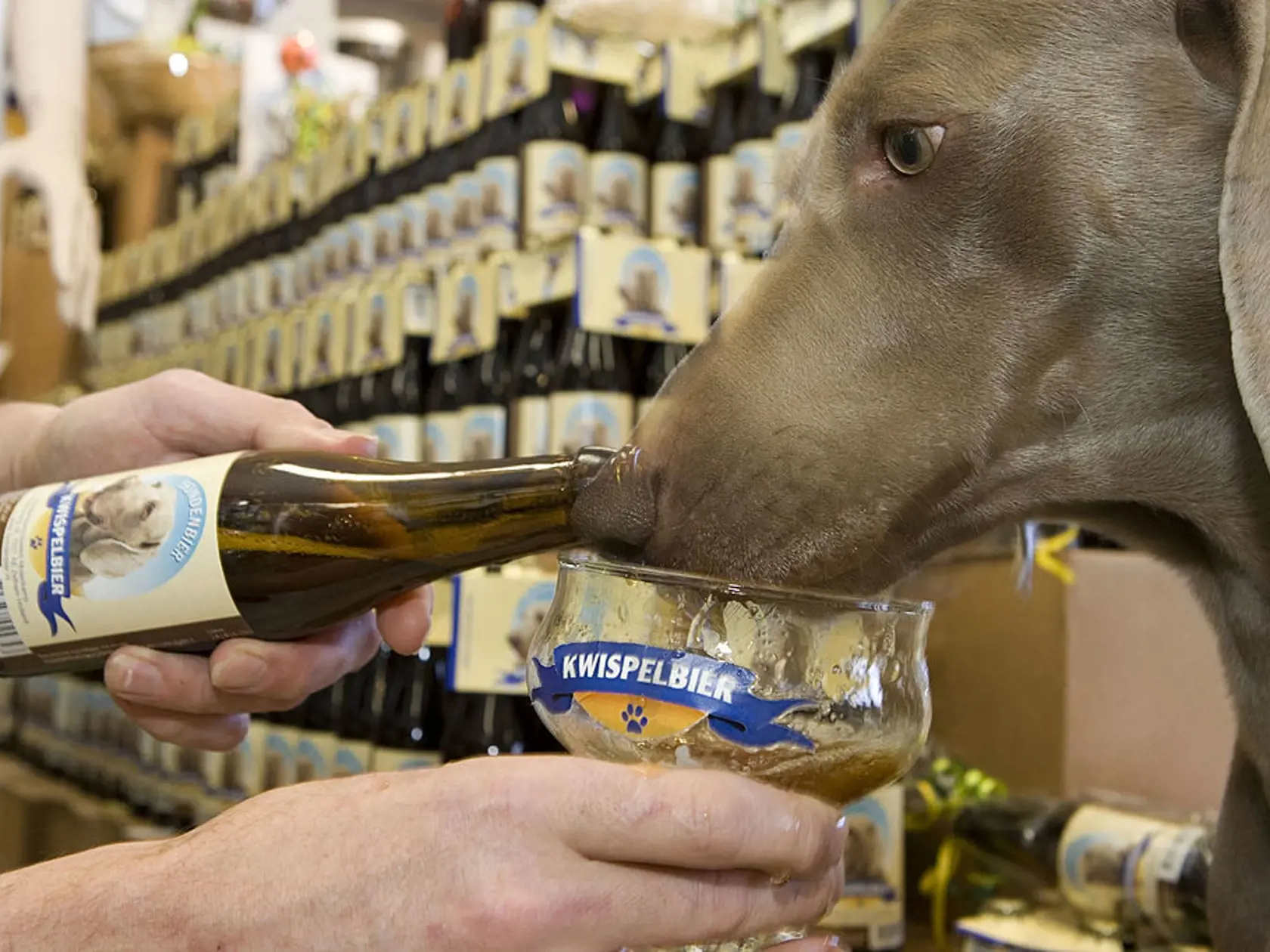 Psom by ste v žiadnom prípade nemali podávať alkohol. Vie im totiž spôsobiť problémy aj po malých dávkach.