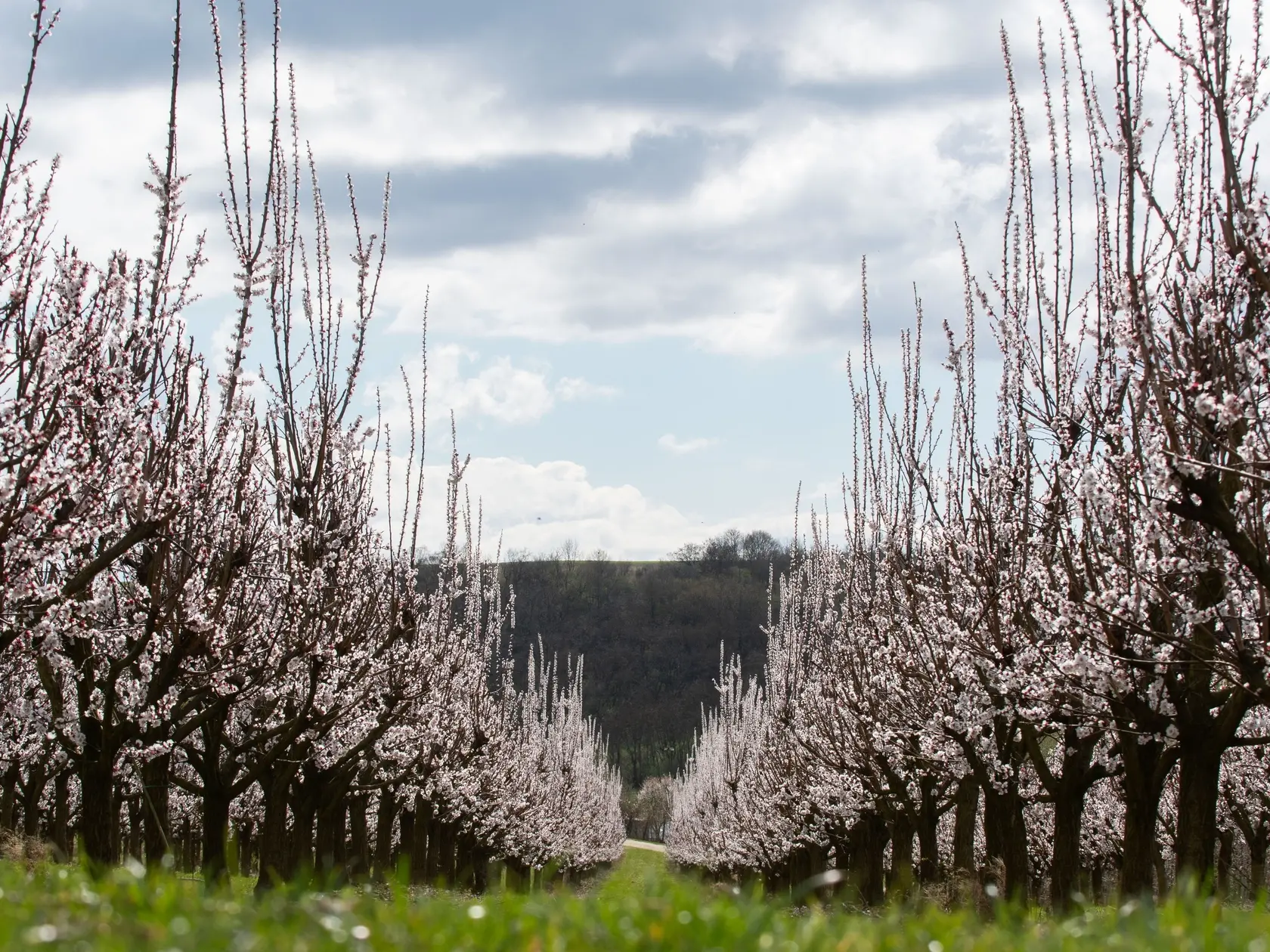 Na snímke kvitnúce stromy marhúľ (Prunus armeniaca) v pestovateľskom areáli poľnohospodárskeho družstva v Čachticiach, okres Nové Mesto nad Váhom v pondelok 31. marca 2025. FOTO TASR - Martin Medňanský