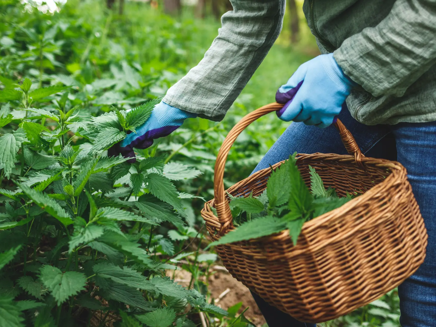 Bazalka, rozmarín, tymian či petržlenová vňať patria medzi najuniverzálnejších pomocníkov v kuchyni. Dodávajú pokrmom prirodzenú vôňu, sú plné antioxidantov a navyše vedia pomôcť s trávením.