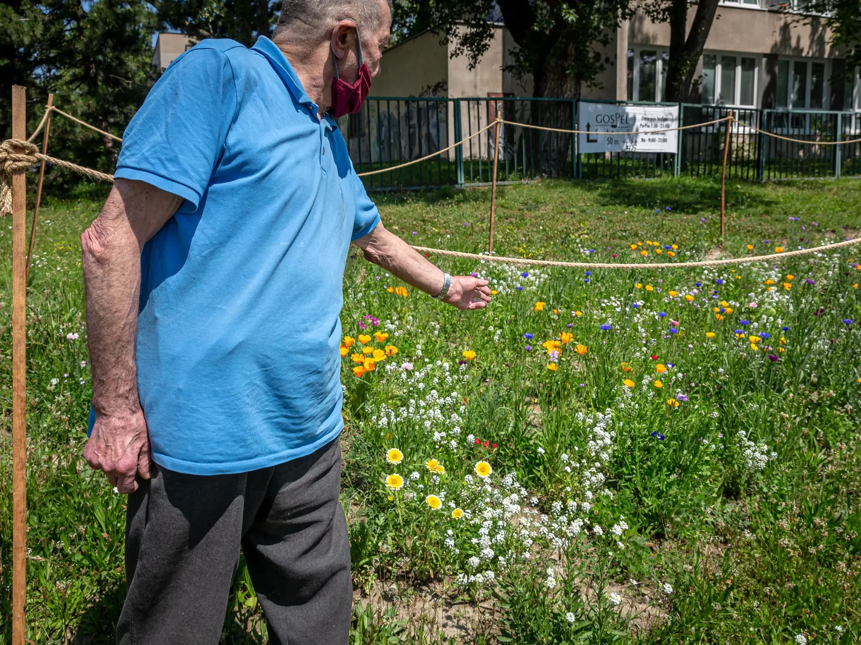 Na snímke pán Rudolf (82) obdivuje mestké lúky v bratislavskej miestnej časti Karlova ves.