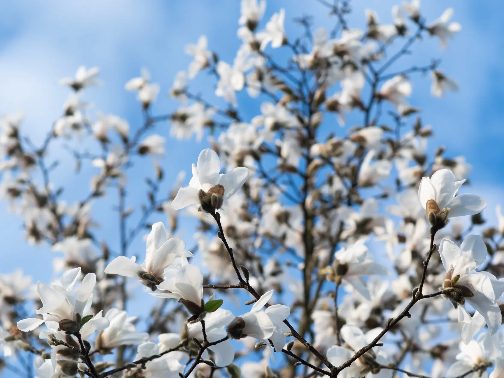 Na snímke kvety magnólie (Magnolia salicifolia) v Starej Turej v pondelok 31. marca 2025. FOTO TASR - Martin Medňanský