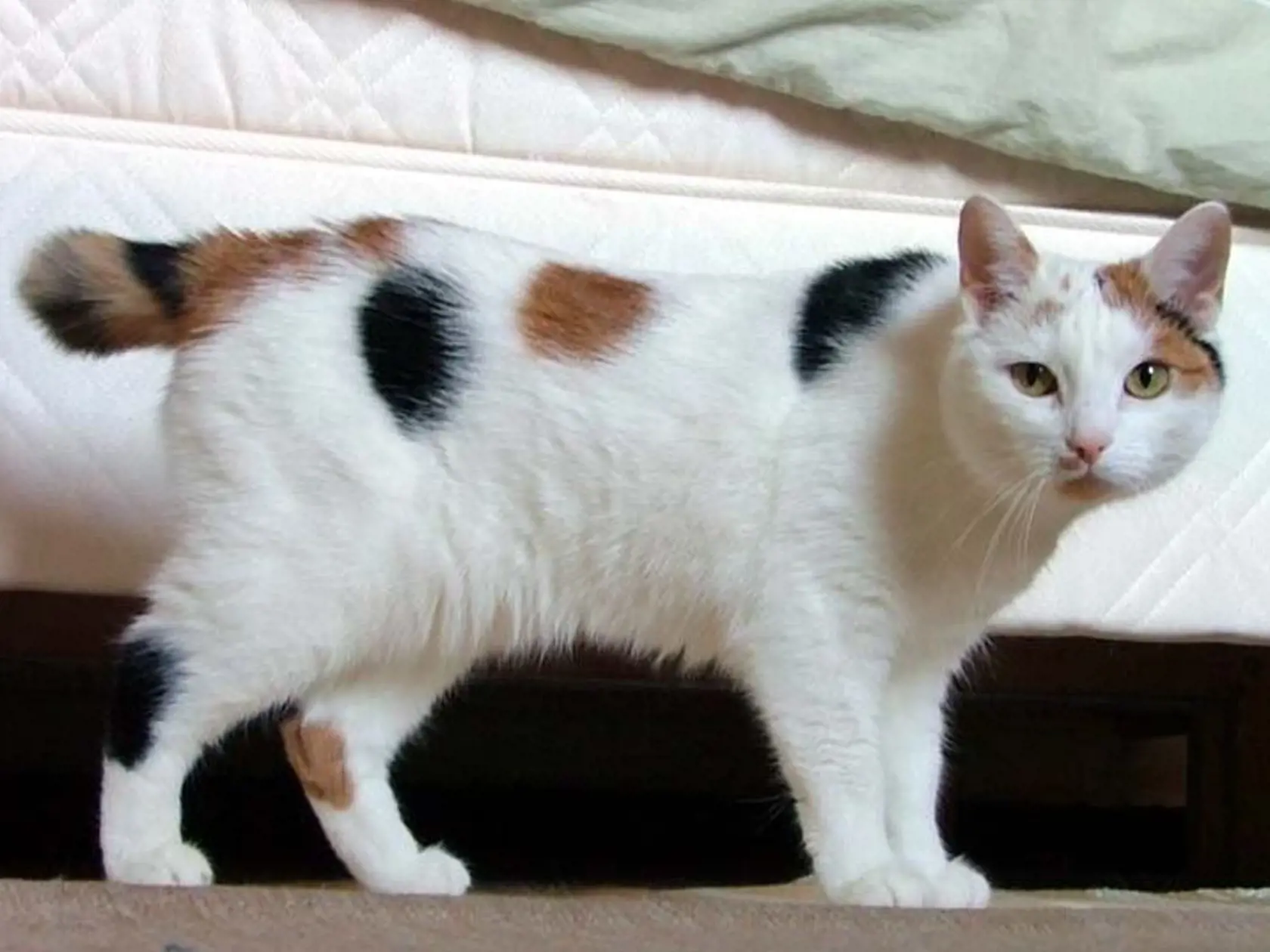 Manx