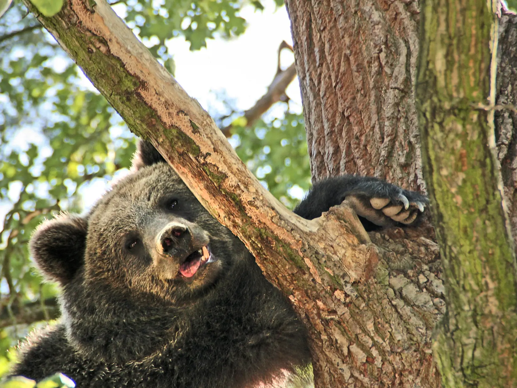 Balú patril v Zoo v Tábore k najobdivovanejším zvieratám. Z výbehu v Bojniciach sa mu však podarilo ujsť a museli ho zastreliť.