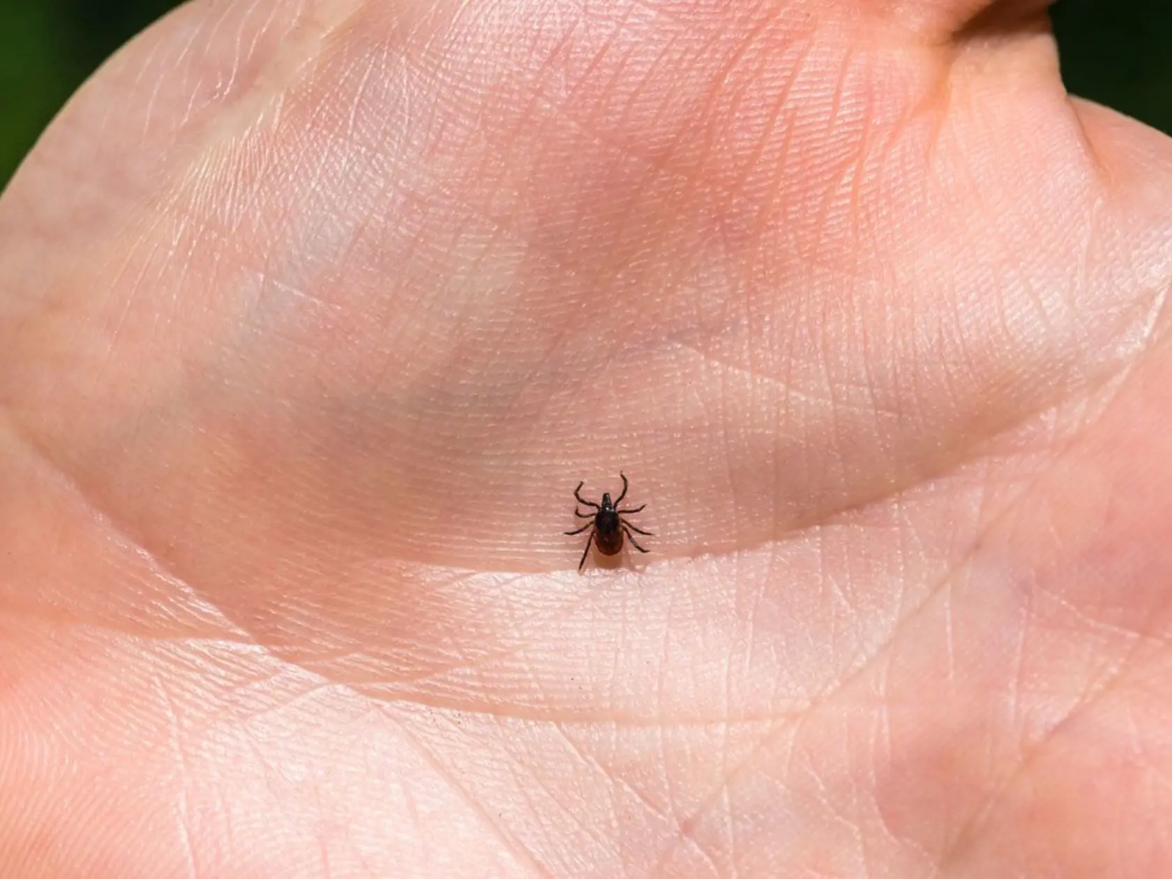 Dospelý kliešť. Larva je ešte menšia, ale tiež dokáže preniesť infekciu.