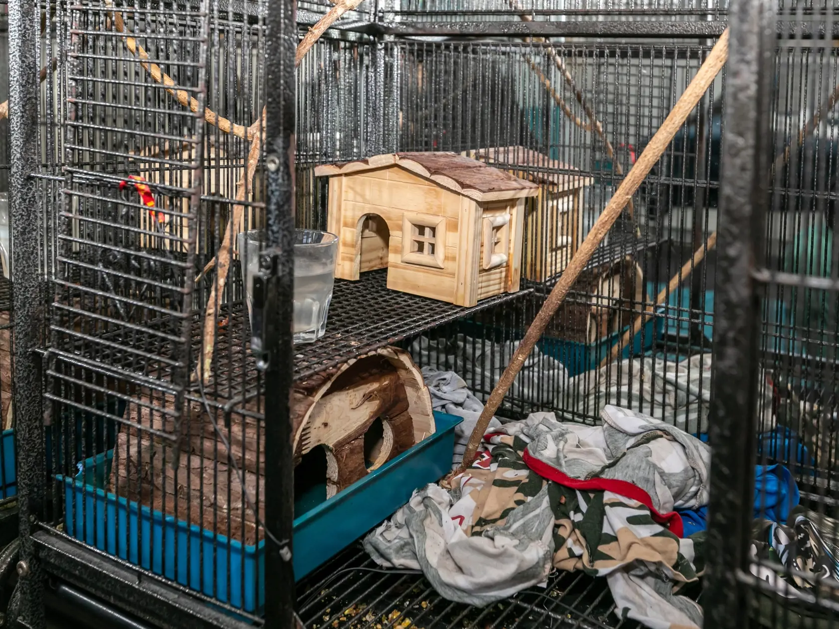 Dvaja synovia poslankyne, Nikolas a Tomáš, zdieľajú detskú izbu s dvomi rozkošnými pruhovanými veveričkami druhu burunduk. V izbe majú aj priestrannú klietku, poslankyňa nám však prezradila, že veveričky väčšinou voľne chodia hore-dole po detskej izbe a chalani ich ani na noc nezatvárajú.
