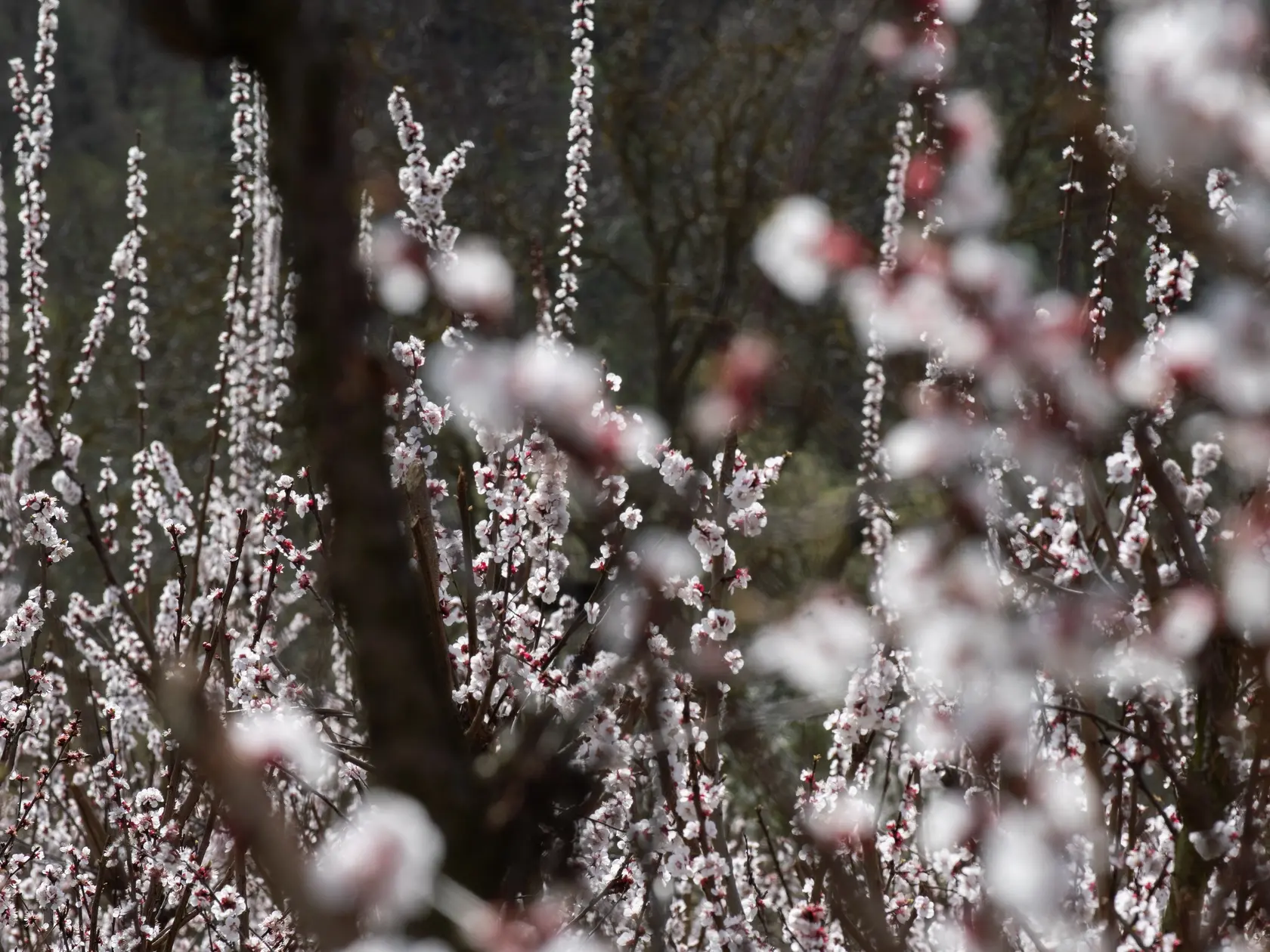 Na snímke kvitnúce stromy marhúľ (Prunus armeniaca) v pestovateľskom areáli poľnohospodárskeho družstva v Čachticiach, okres Nové Mesto nad Váhom v pondelok 31. marca 2025. FOTO TASR - Martin Medňanský