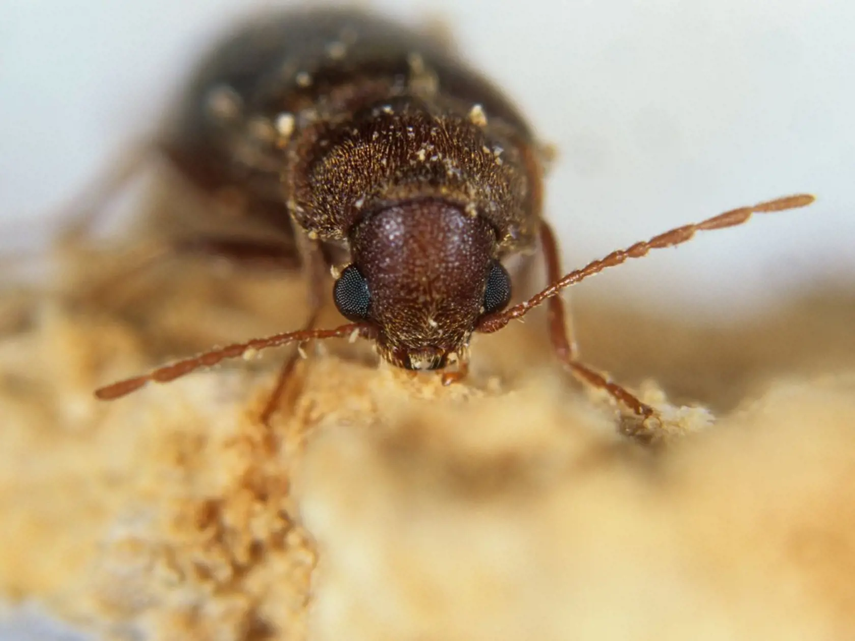Nábytkový chrobák "Anobium punctatum" drevenom nábytku. Taktiež známy ako červotoč pásikavý.