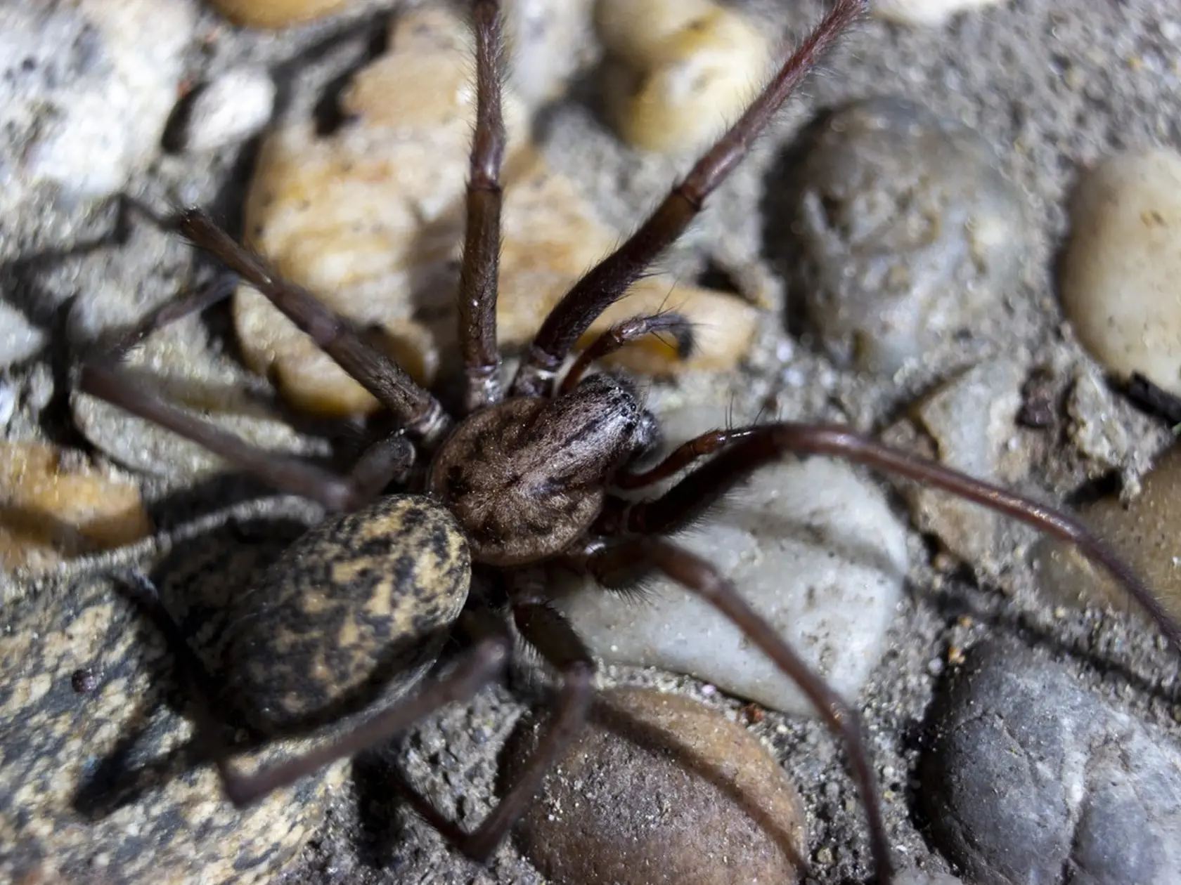 Pohľad na obrovského domáceho pavúka na kameňoch. Mnohých už možno len pri slove "pavúk" strasie a nikto sa veľmi neteší, keď sa tento živočích objaví v dome či byte. Pavúky na Slovensku na človeka neútočia a pohryznutia sú len raritné.