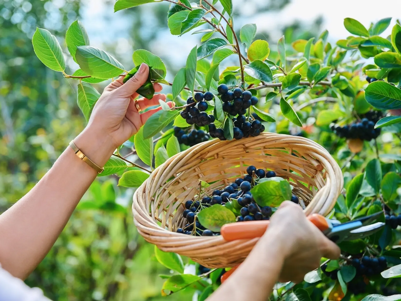 Harvesting natural chokeberry, hands with basket of pruners holding branch with berries on bush.