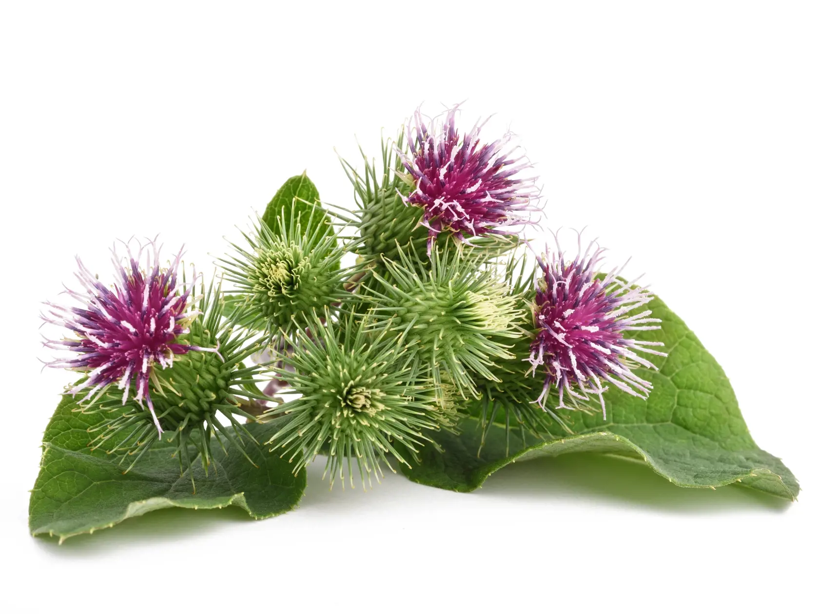 Burdock,Flowers,Isolated,On,A,White,Background