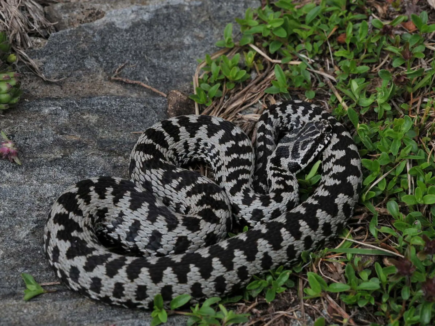 Vretenica severná (Vipera berus) - jediný jedovatý had žijúci na Slovensku, zrejme vo štvrtok uhryzol aj francúzsku turistku.