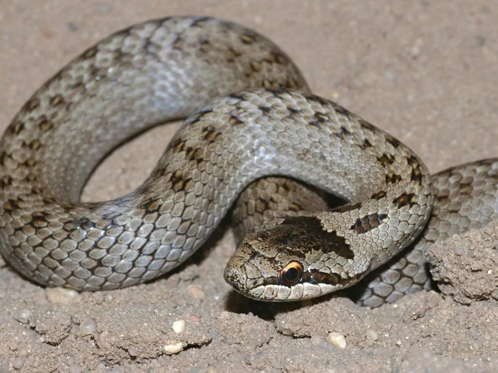 vretenica
