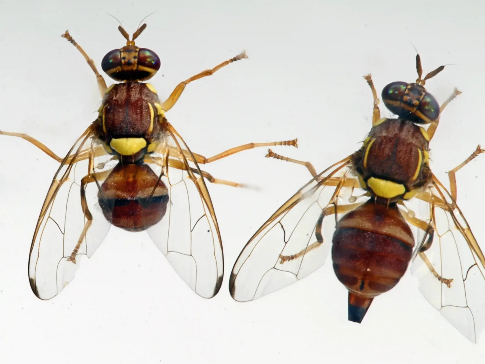 Bactrocera zonata je škodca, ktorý sa vyskytuje  v Afrike a Ázii a kladie vajíčka pod šupku broskýň, manga, hrušky a citrusov.